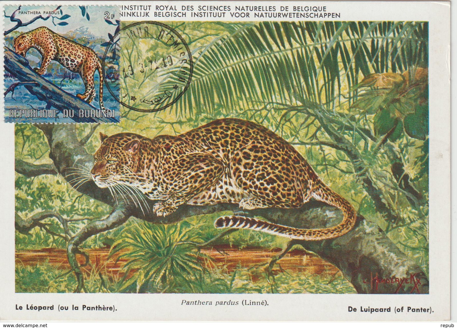 Burundi Carte Maximum Animaux 1971 Panthère 441 - Other & Unclassified