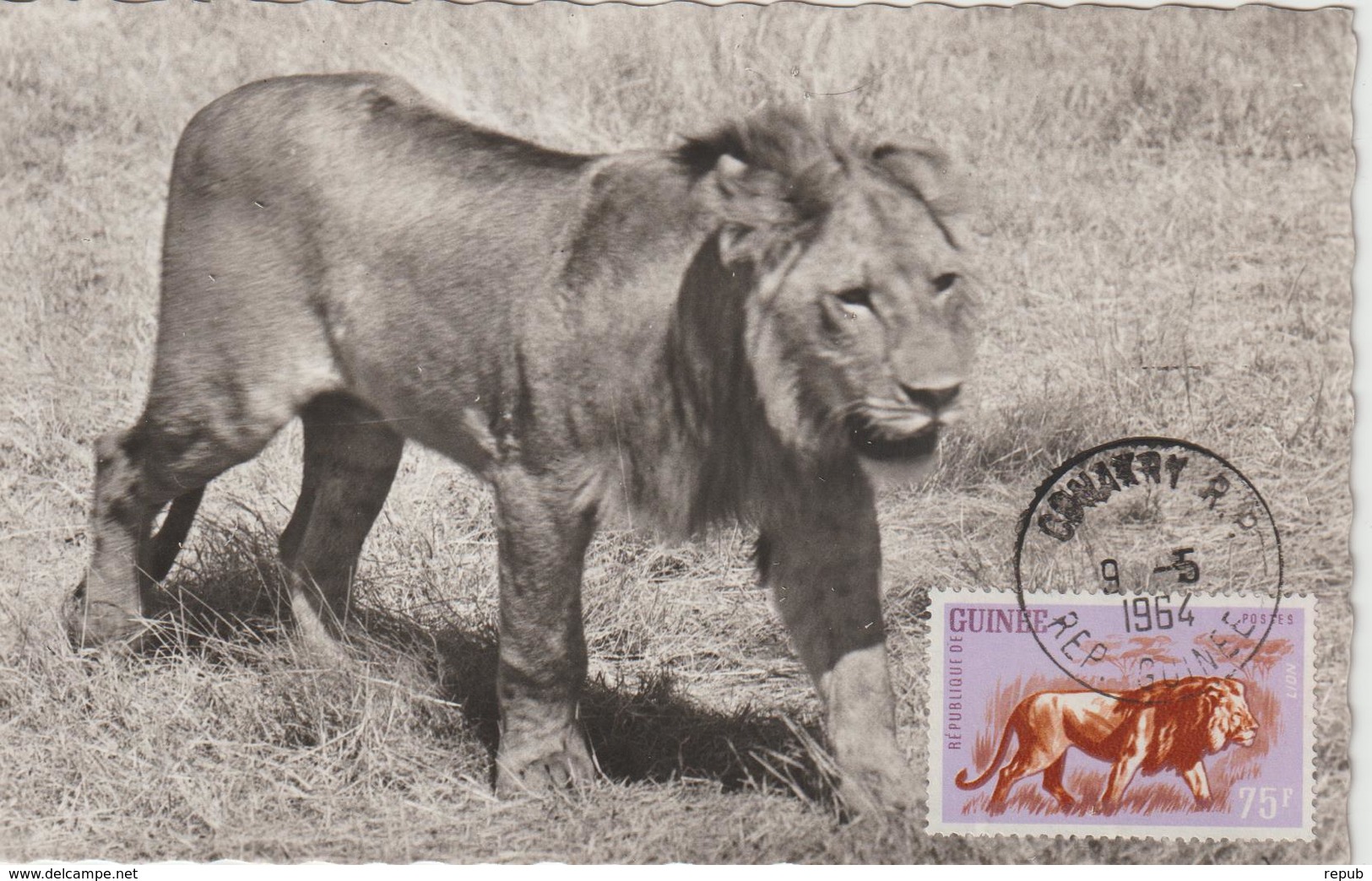 Guinée Carte Maximum Animaux 1962 Lion 109 - Guinée (1958-...)