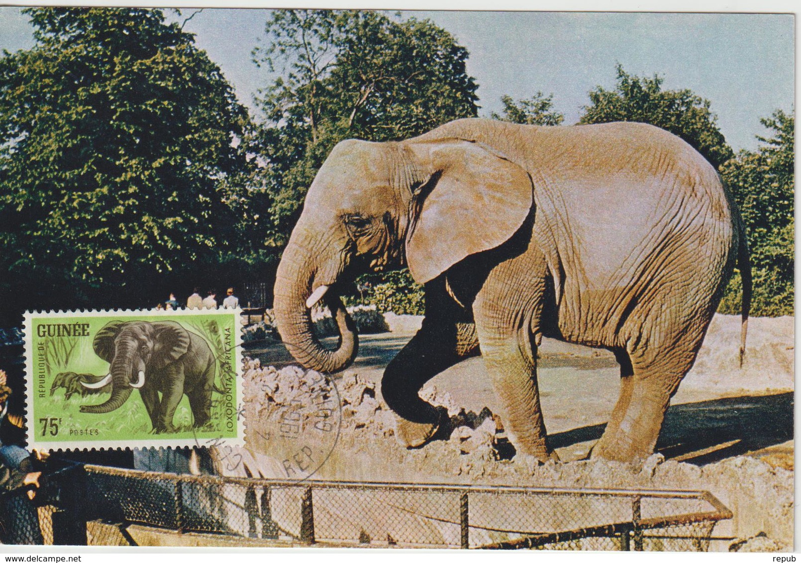 Guinée Carte Maximum Animaux 1964 Eléphant 205 - Guinée (1958-...)