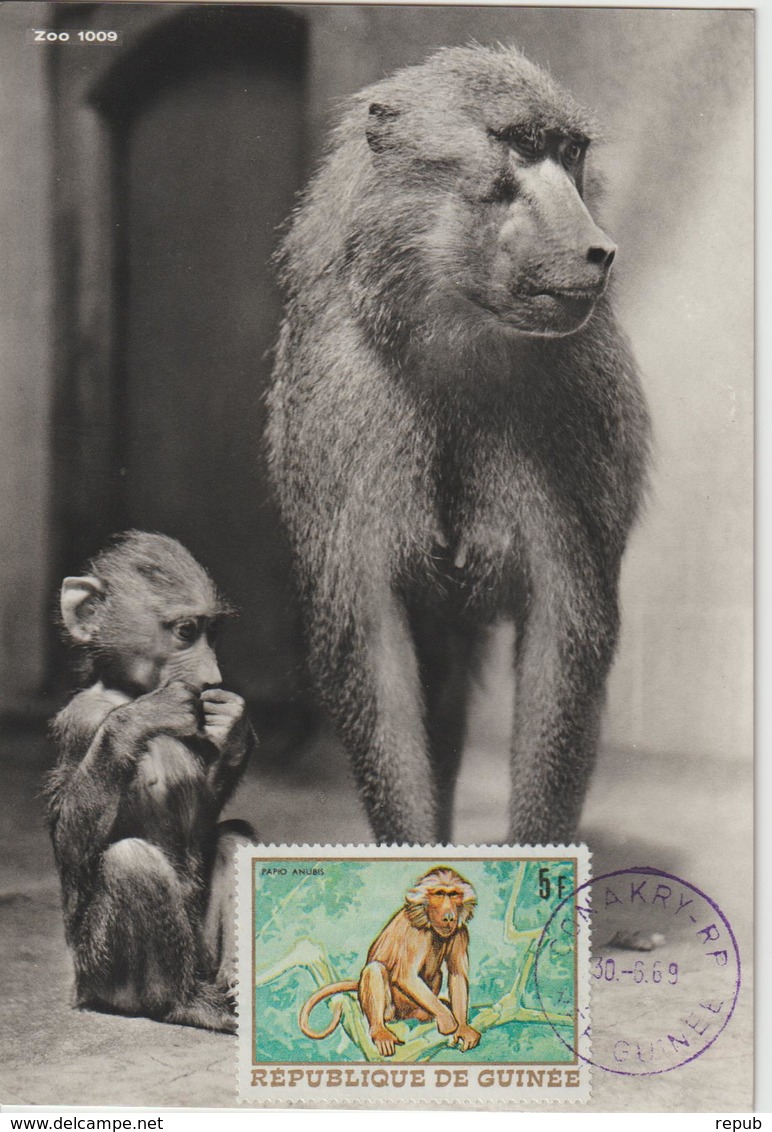 Guinée Carte Maximum Animaux 1968 Singe 363 - Guinée (1958-...)