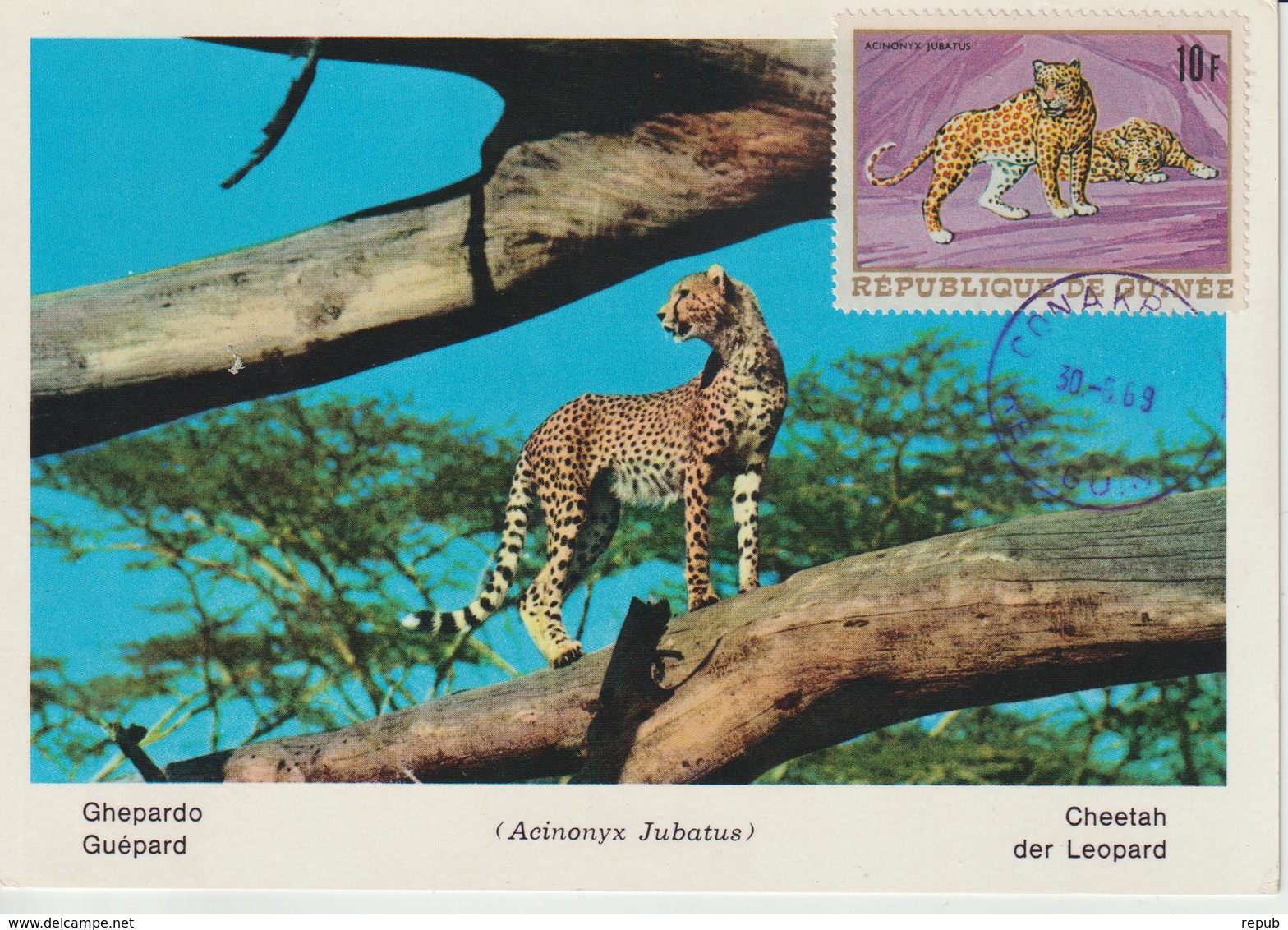 Guinée Carte Maximum Animaux 1968 Guépard 364 - Guinée (1958-...)