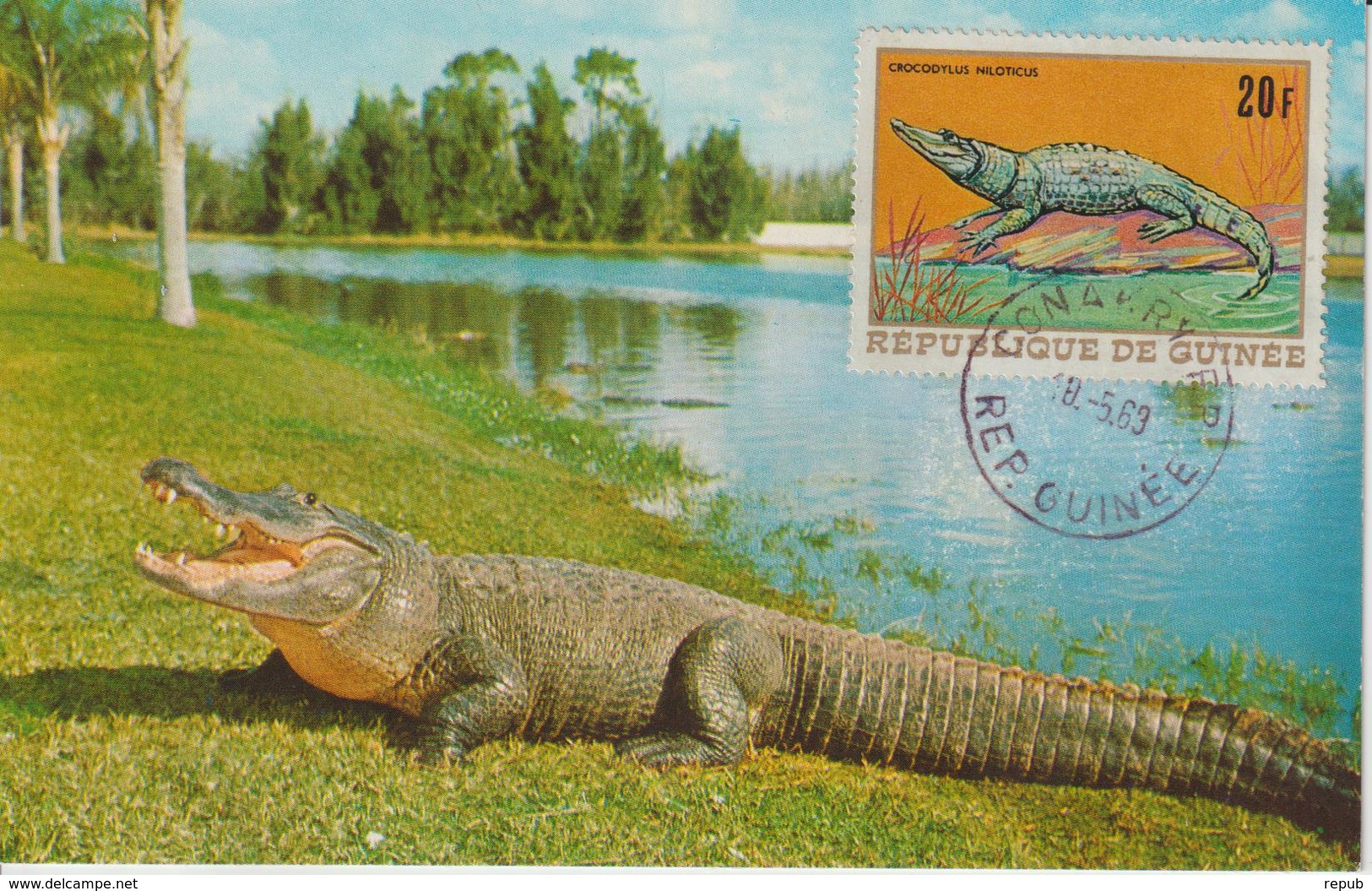 Guinée Carte Maximum Animaux 1968 Crocodile 366 - Guinea (1958-...)