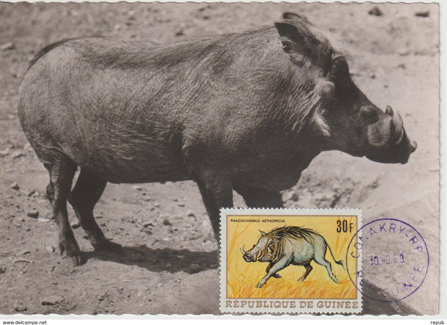 Guinée Carte Maximum Animaux 1968 Phacochère 367 - Guinée (1958-...)