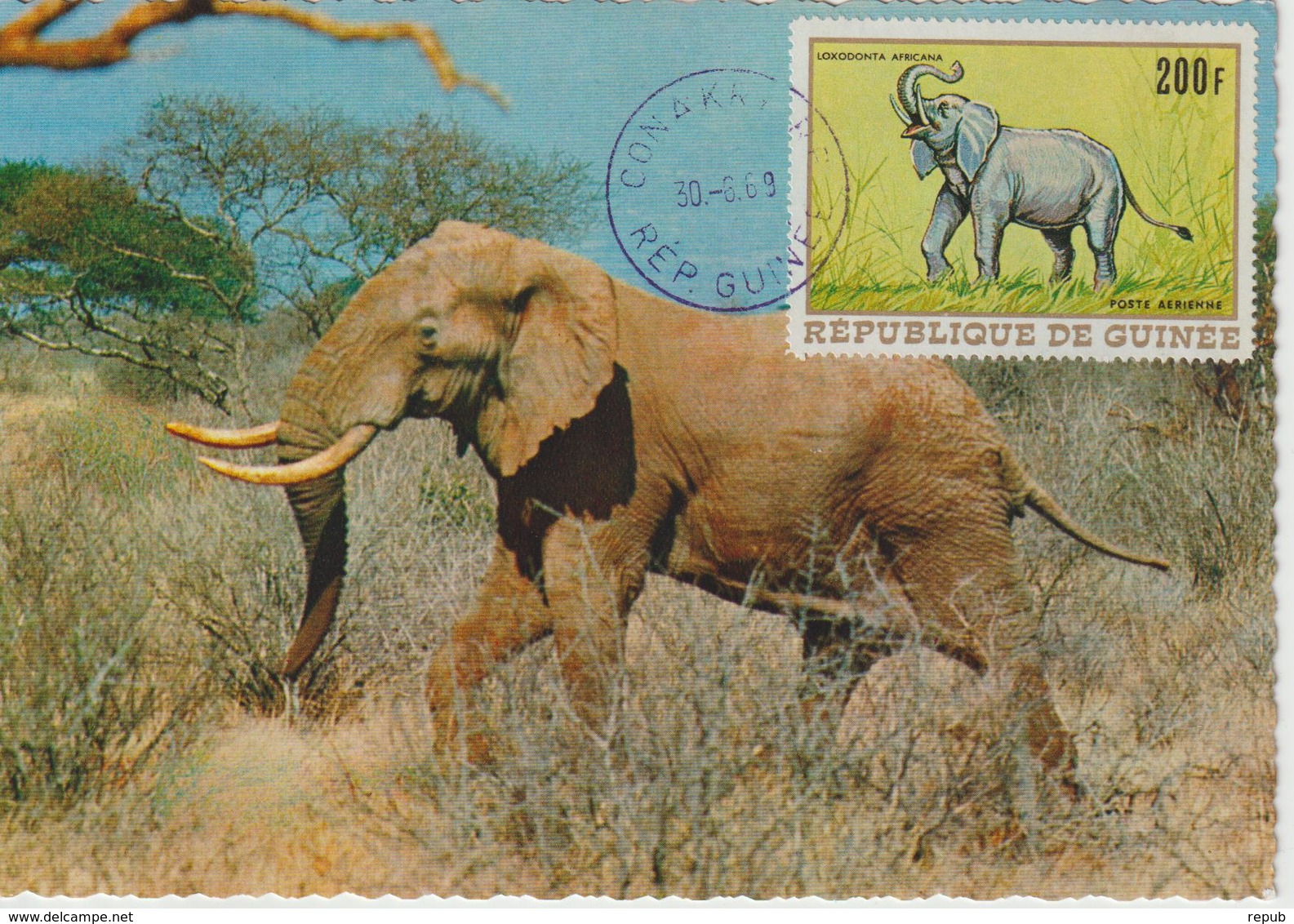 Guinée Carte Maximum Animaux 1968 Eléphant PA 87 - Guinée (1958-...)