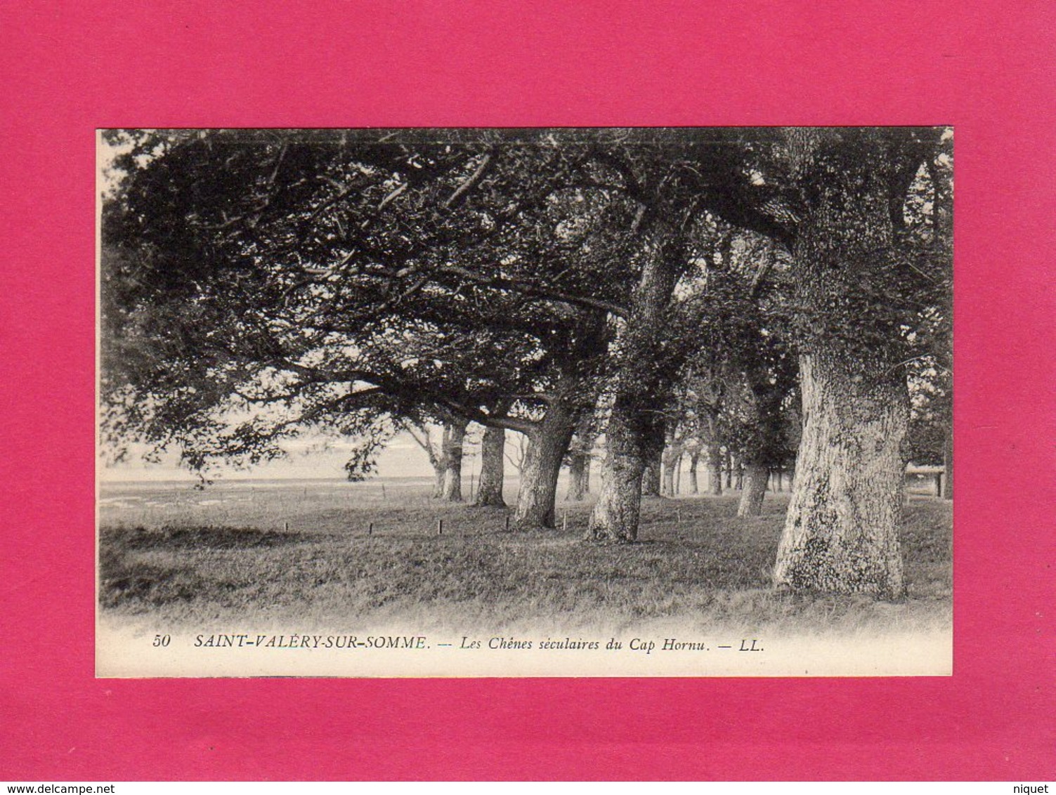 80 Somme, SAINT-VALERY-SUR-SOMME, Les Chênes Séculaires Du Cap Hornu, (L. L.) - Saint Valery Sur Somme