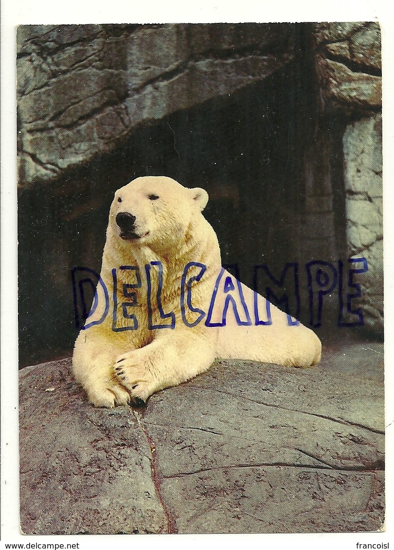 Ours Blanc. Anco 1/180 1975 - Bears