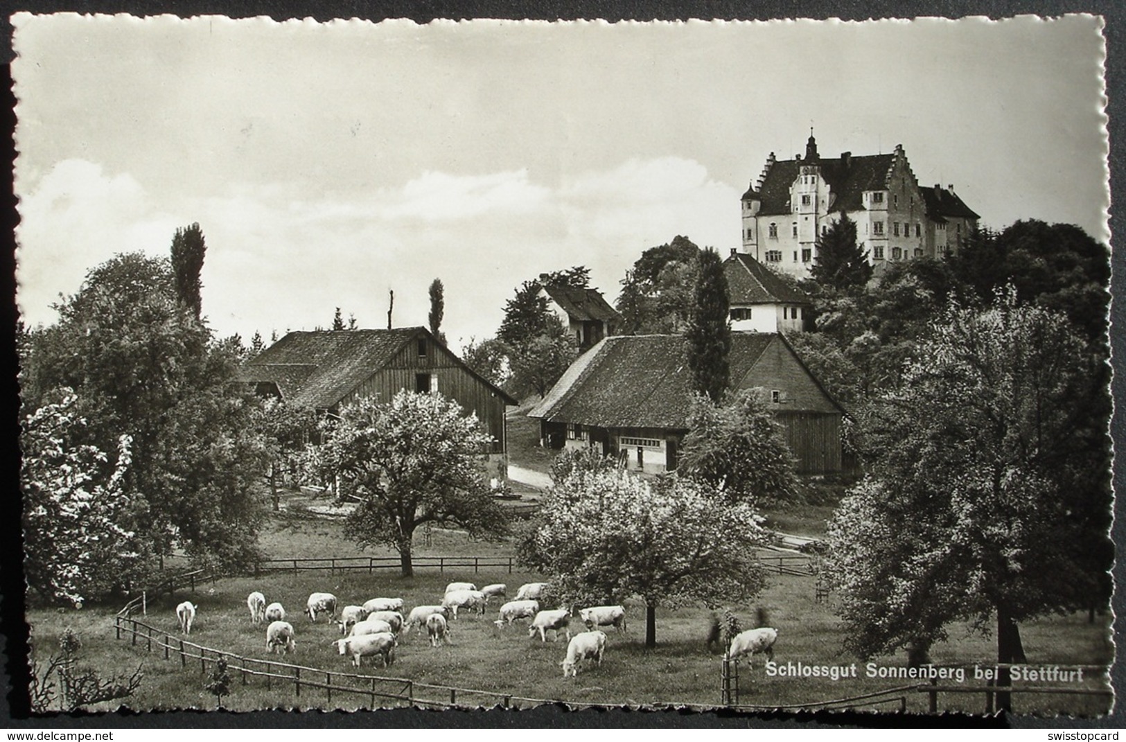 STETTFURT Landwirtschaft Schloss Sonnenberg Kühe - Stettfurt