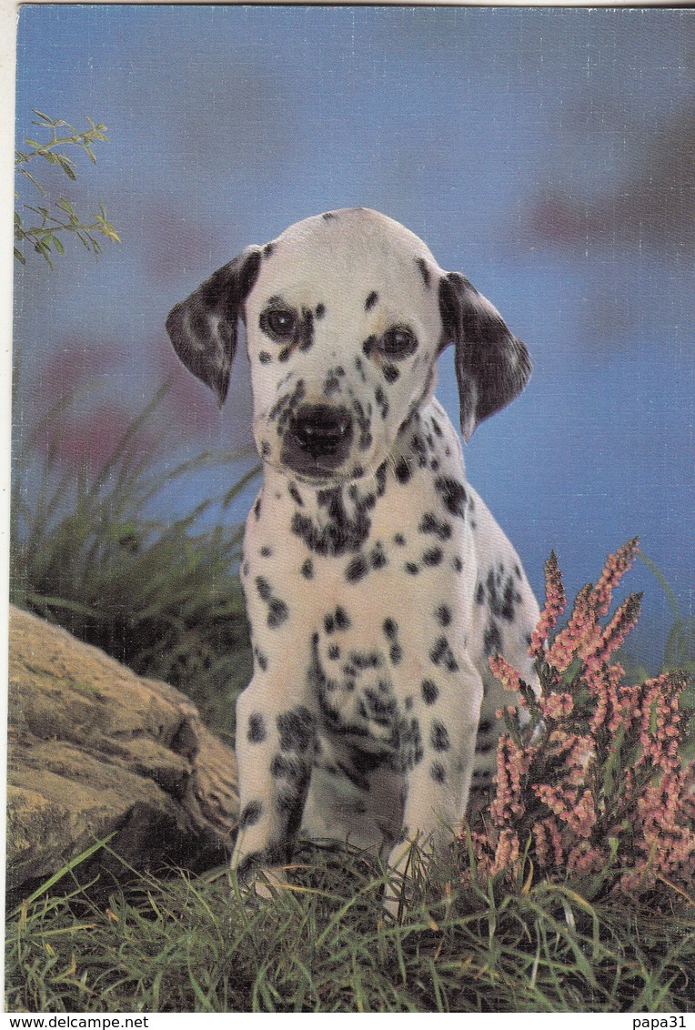 Chiot Dalmatien - Dogs