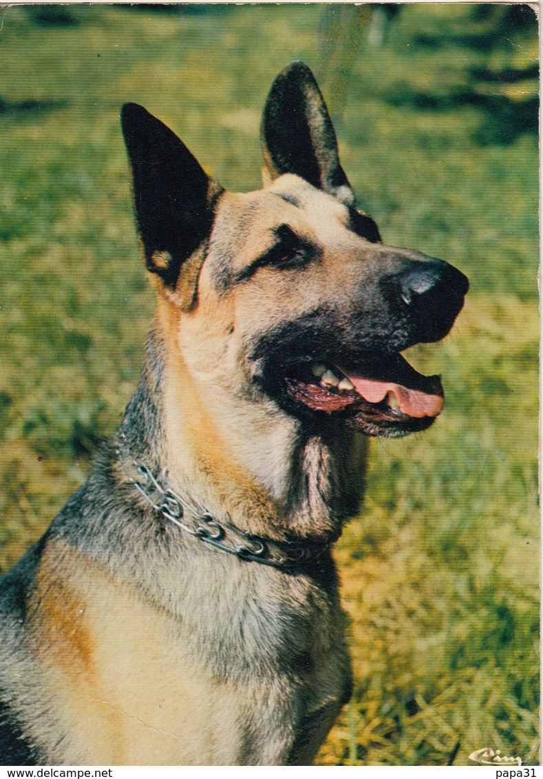 Berger Allemand - Chiens