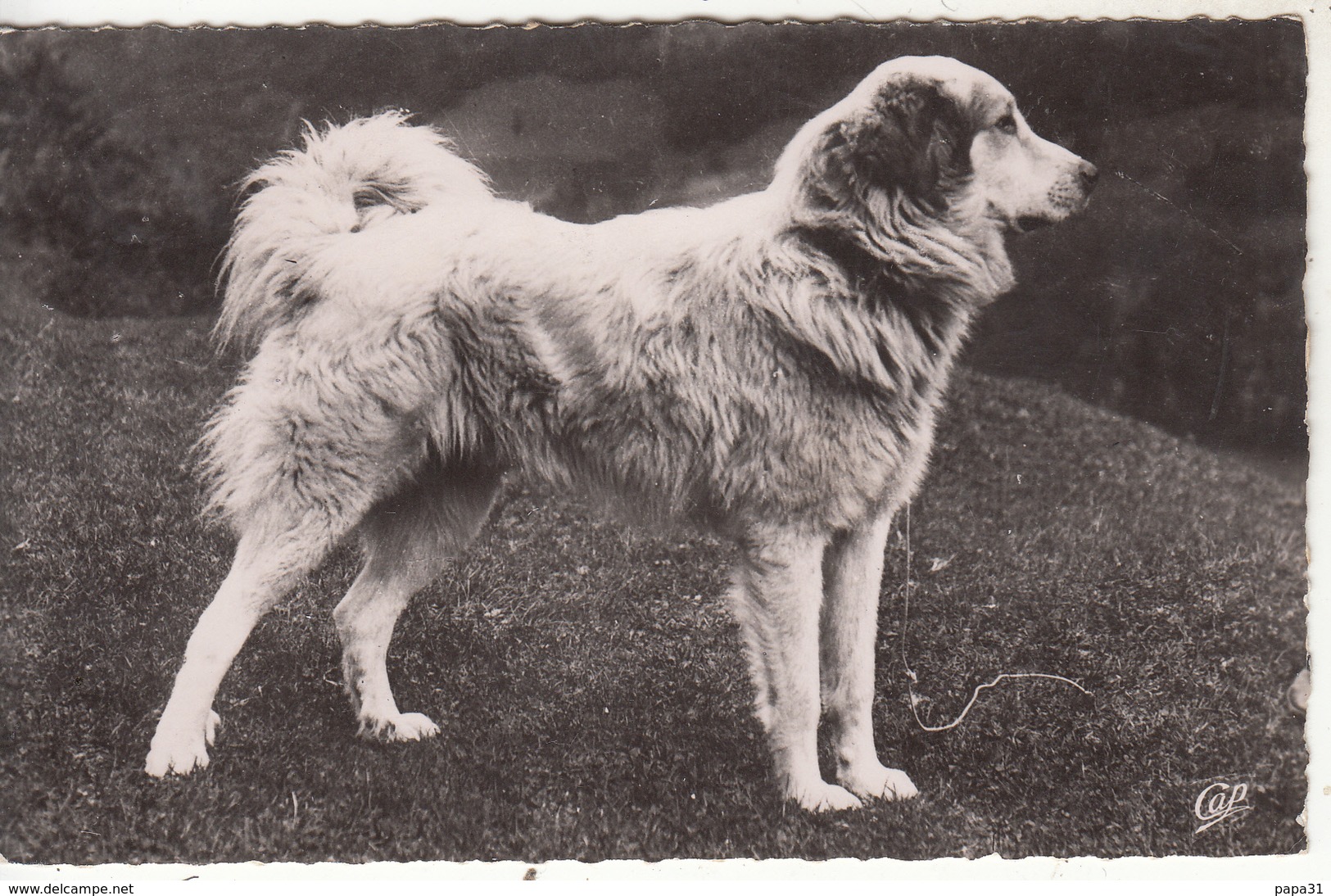 CHIEN Des PYRÉNÉES - Chiens