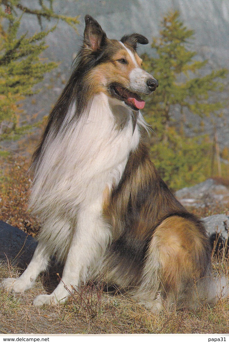 CHIEN " LASSIE " - Chiens