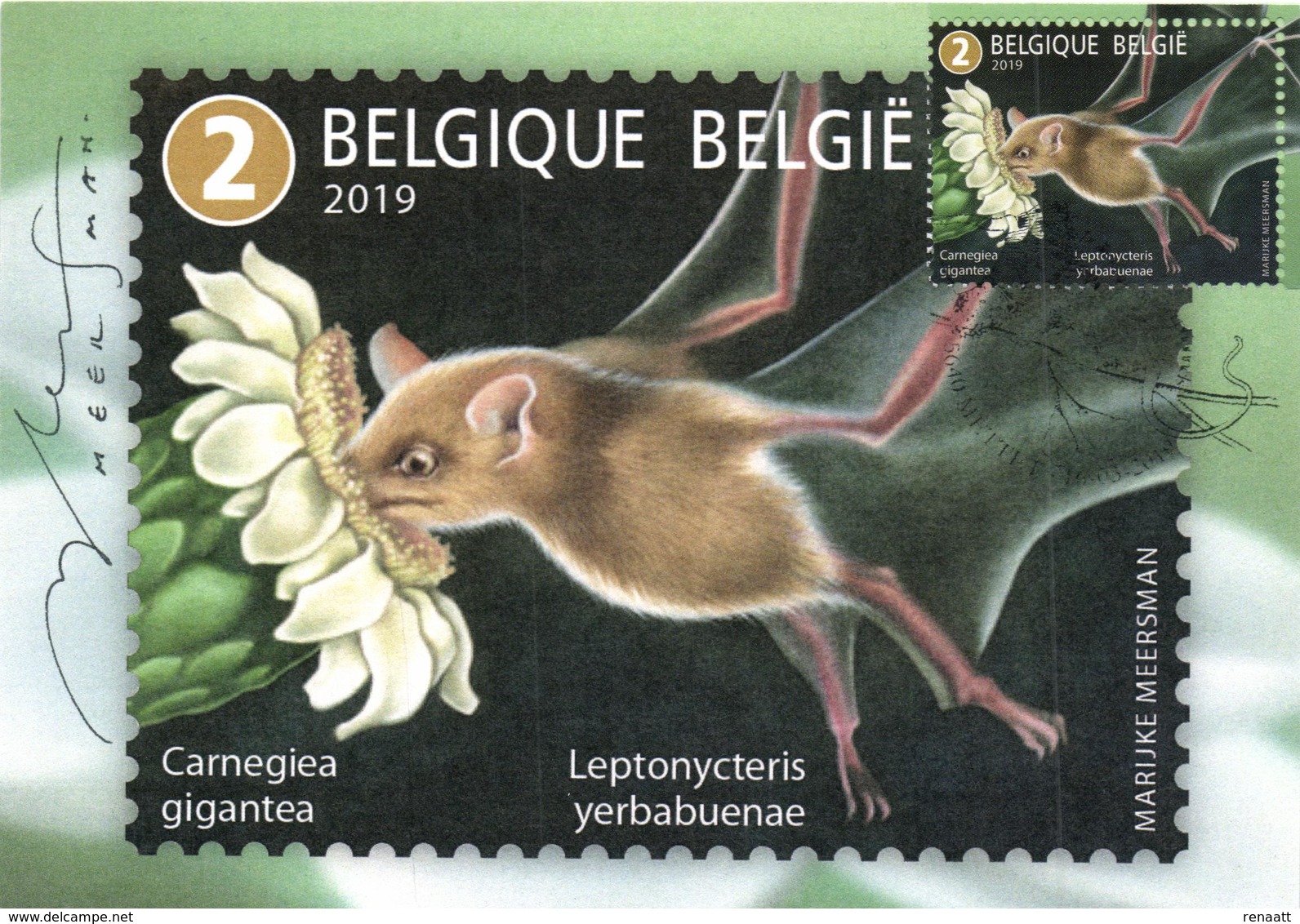 Belgium 2019 CM MC Maximum Card, Animals, Pollinators, Lesser Long-nosed Bat (Leptonycteris Yerbabuenae), Saguaro Cactus - Fledermäuse