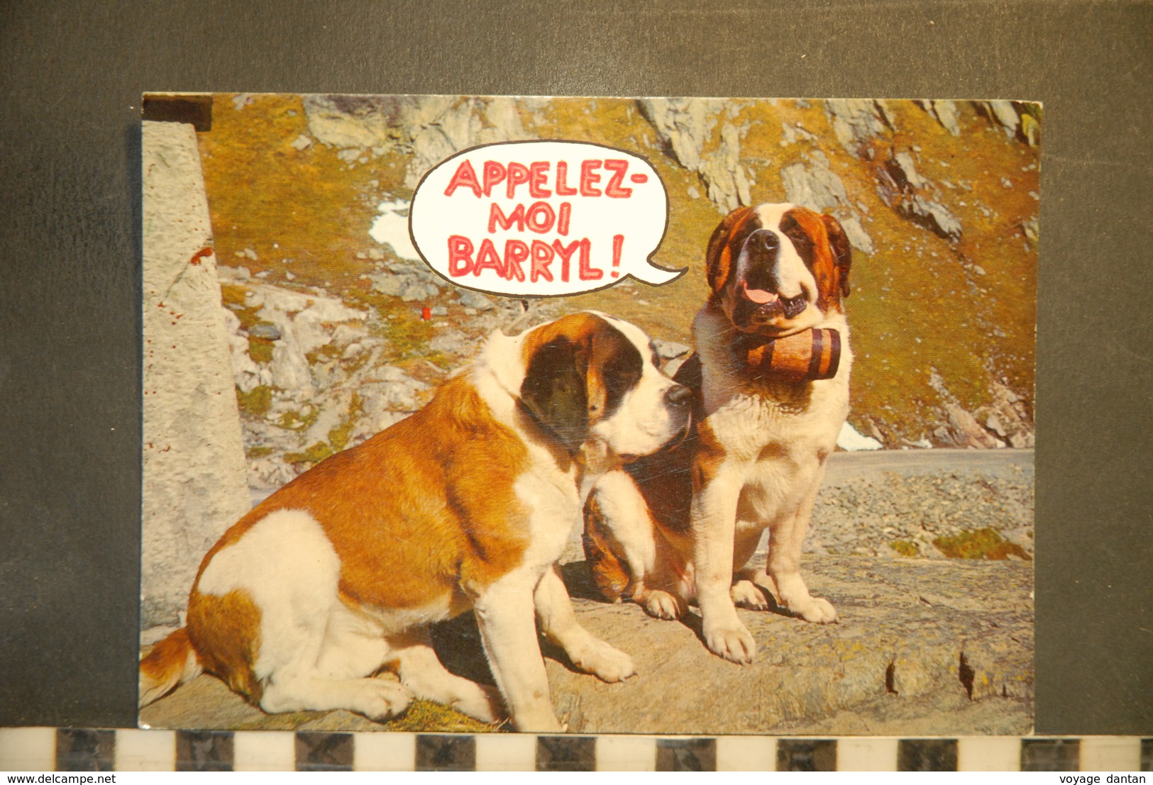 CP,  Chiens, Appelez Moi Barryl, Saint Bernard Avec Fut De Rhum, Barils  Humour, - Chiens