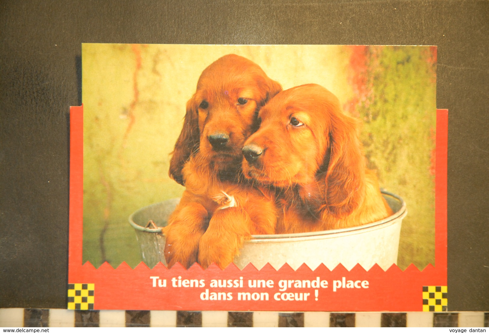 CP,  Chiens Dans Bassine, Cockers, , Chien, Humour, Tu Tiens Aussi Une Grande Place Dans Mon Coeur! - Chiens