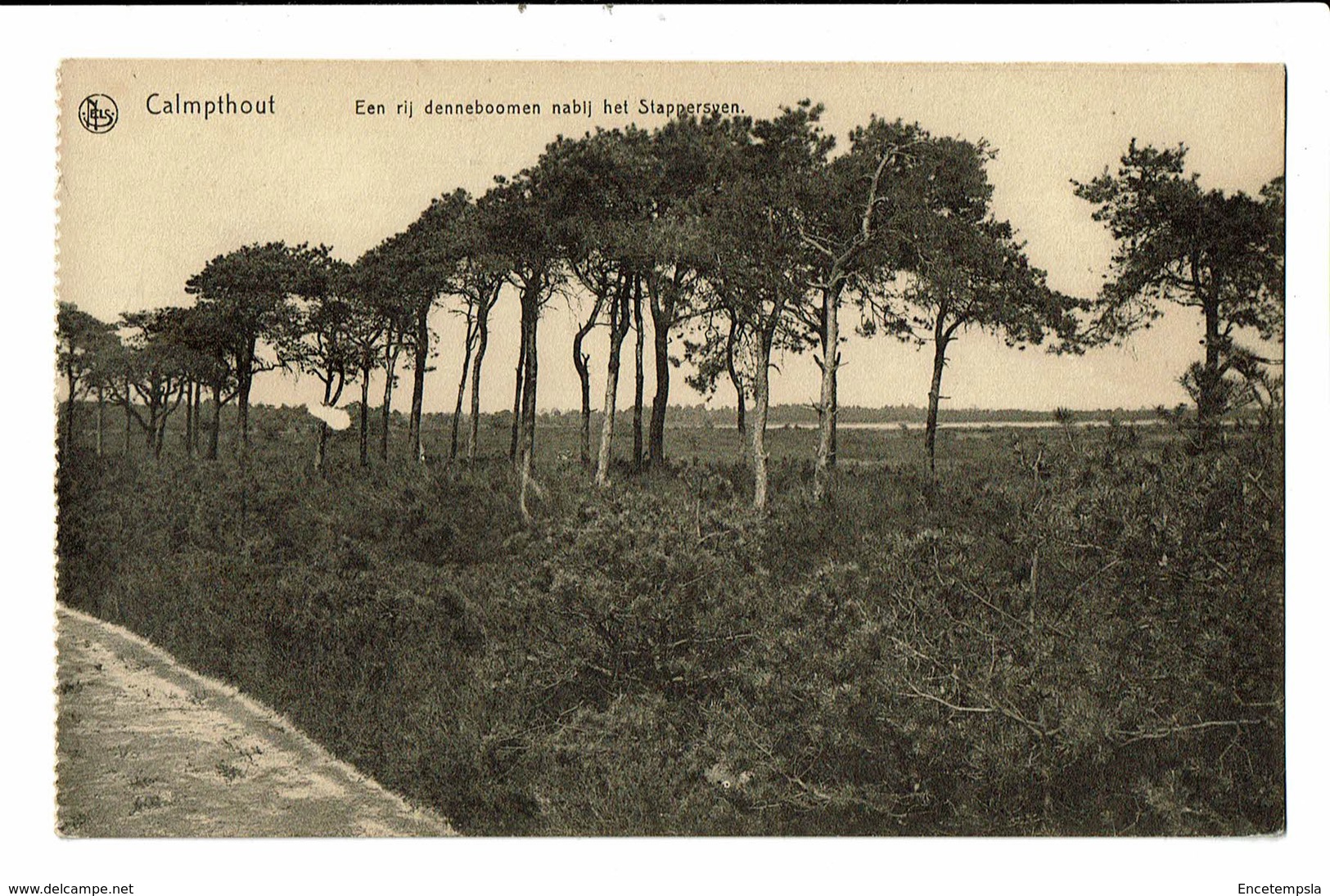 CPA - Carte Postale Belgique- Kalmhout- Een Rij Denneboomen, VM2348 - Kalmthout