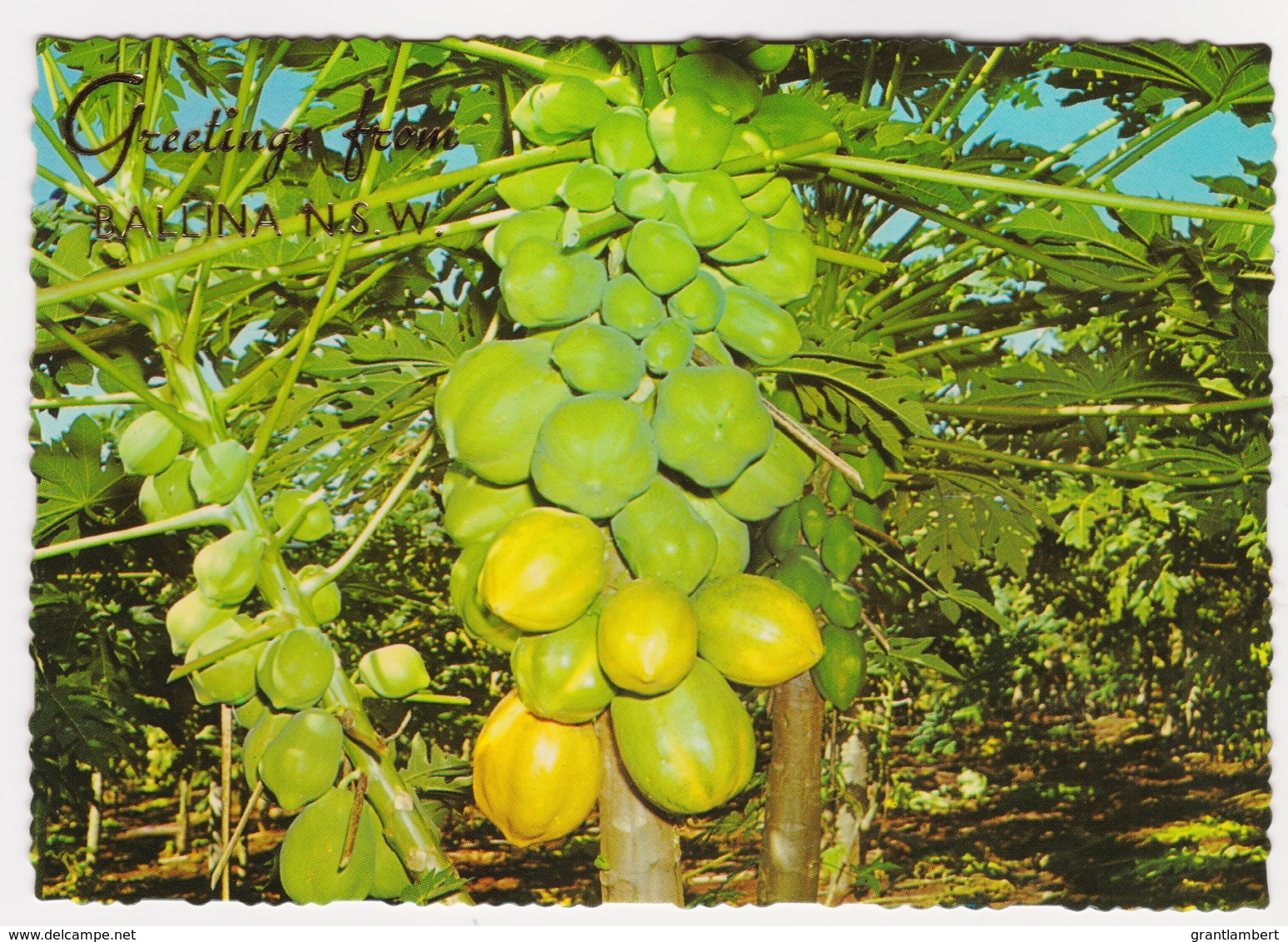 Pawpaw Tree, Ballina, New South Wales - Unused - Northern Rivers