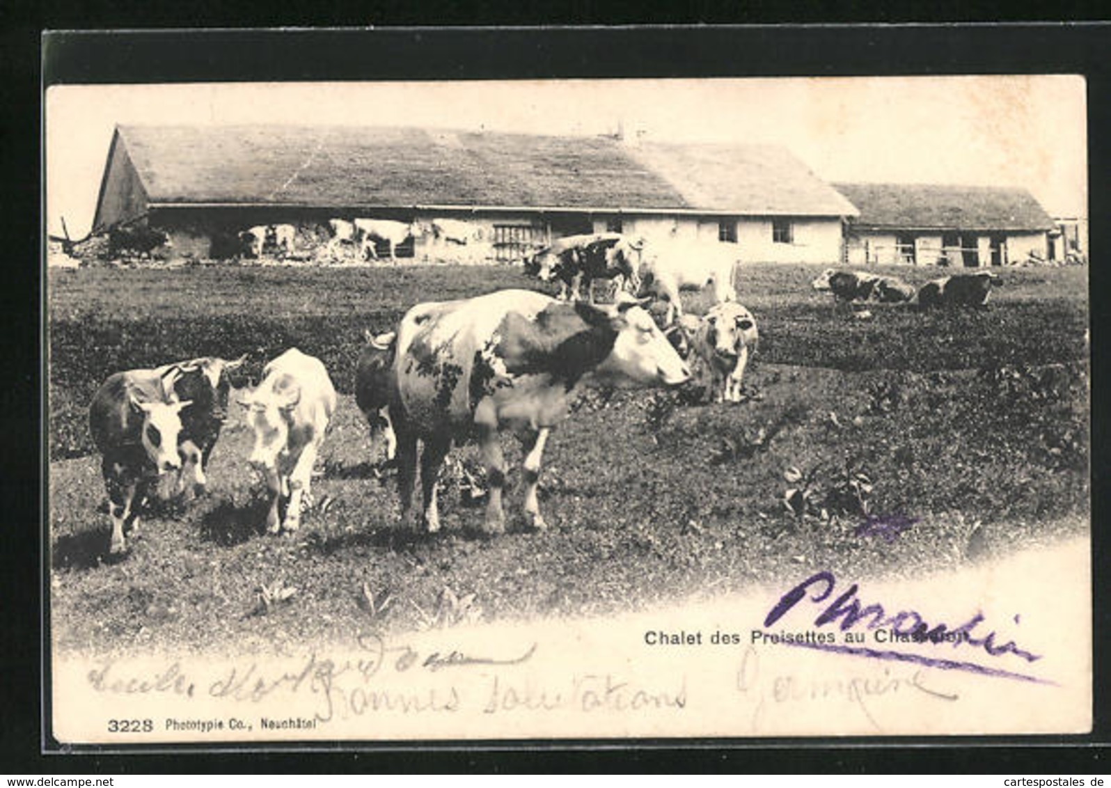 AK Chalet Des Preisettes Au Chasseron, Rinder - Vaches