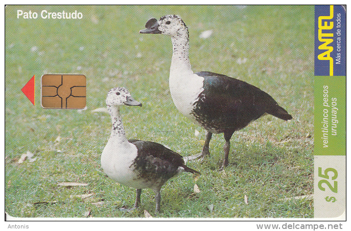 URUGUAY - Bird, Pato Crestudo(114a), 03/00, Used - Uruguay