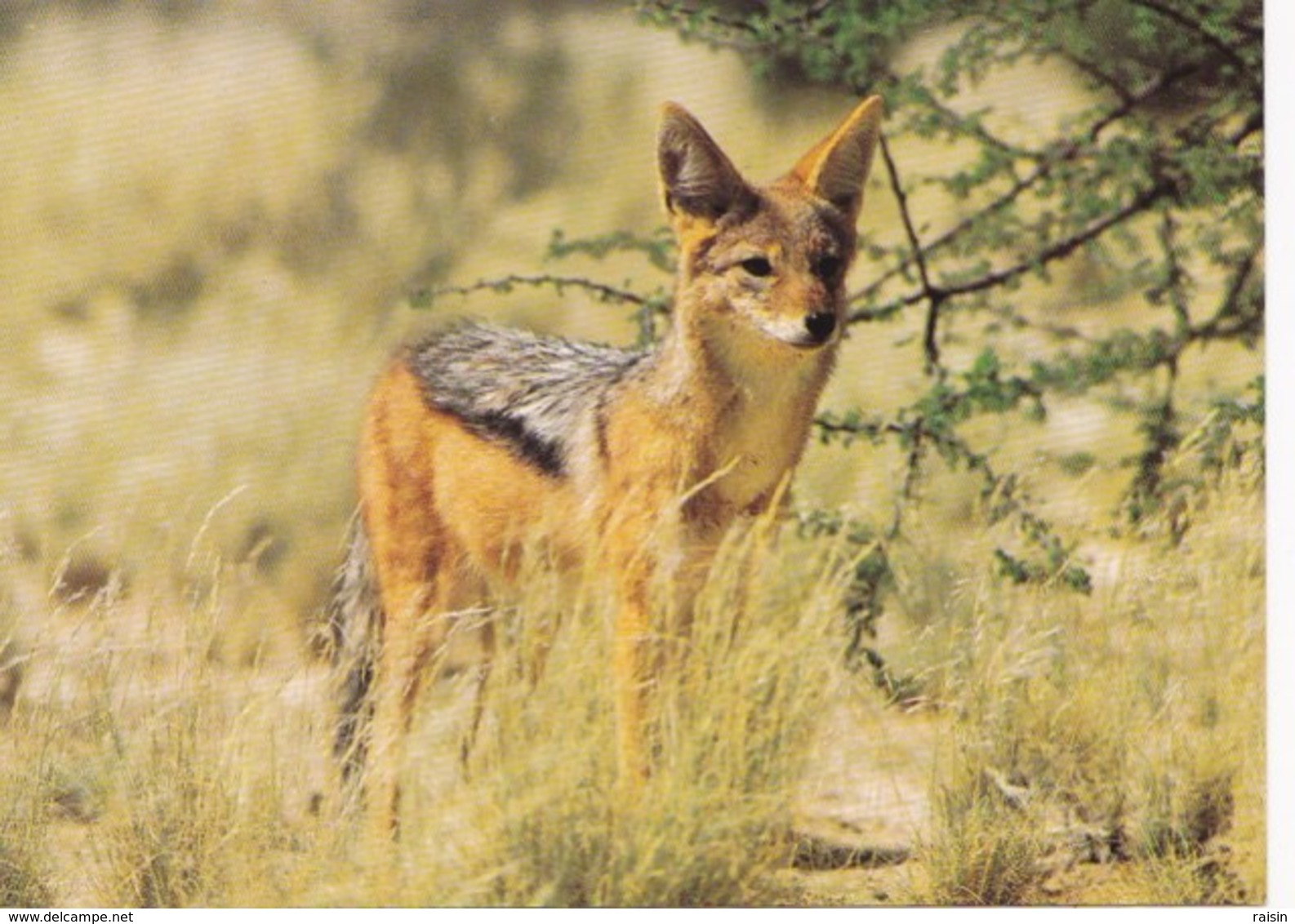 Animaux Black-Backed Jackal (Canis Mesomelas) CHACAL Sud Africain  TBE - Other & Unclassified