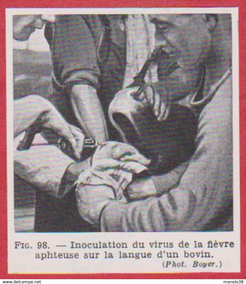 Inoculation Du Virus De La Fièvre Aphteuse Sur La Langue D'un Bovin. Larousse Médical De 1974. - Autres & Non Classés