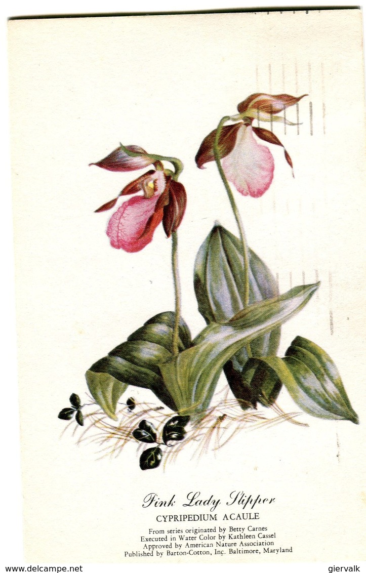 USA Postcard 1950 With Orcjid-Lady Slipper.BARGAIN.!! - Autres & Non Classés