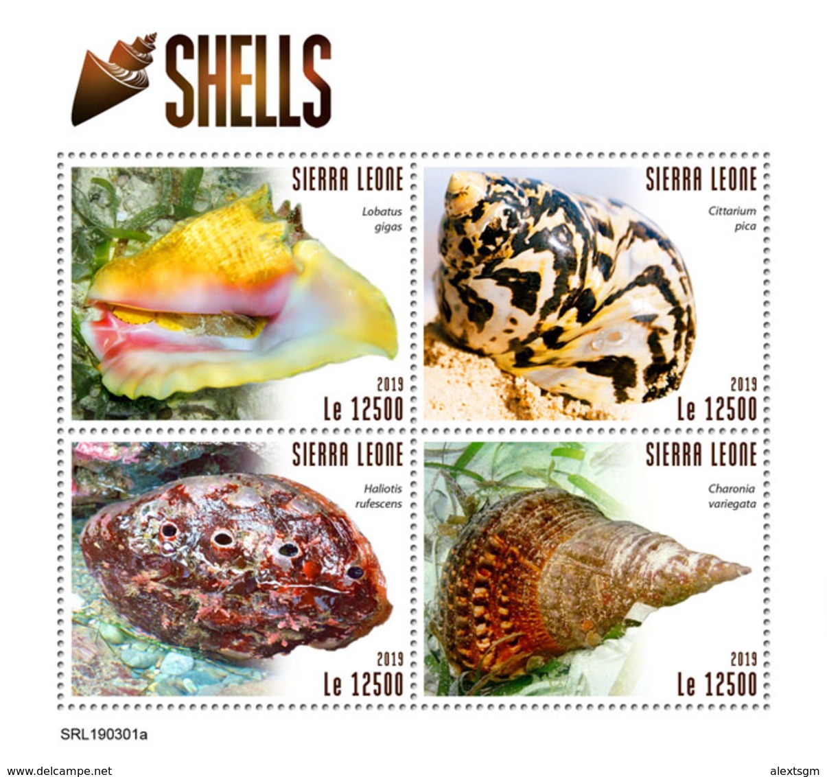 SIERRA LEONE 2019 - Shells. Official Issue. - Coneshells