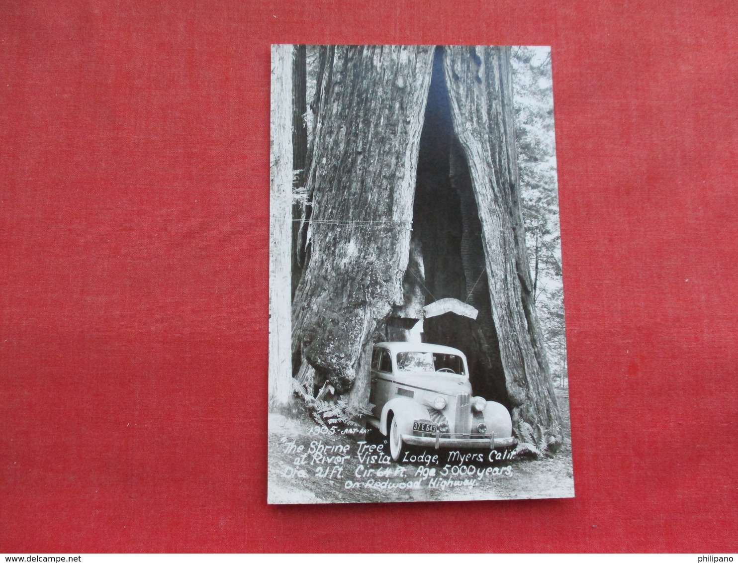 Classic  Lasalle  The Shrine Tree  California License Plate  RPPC   >   Ref 3289 - Passenger Cars