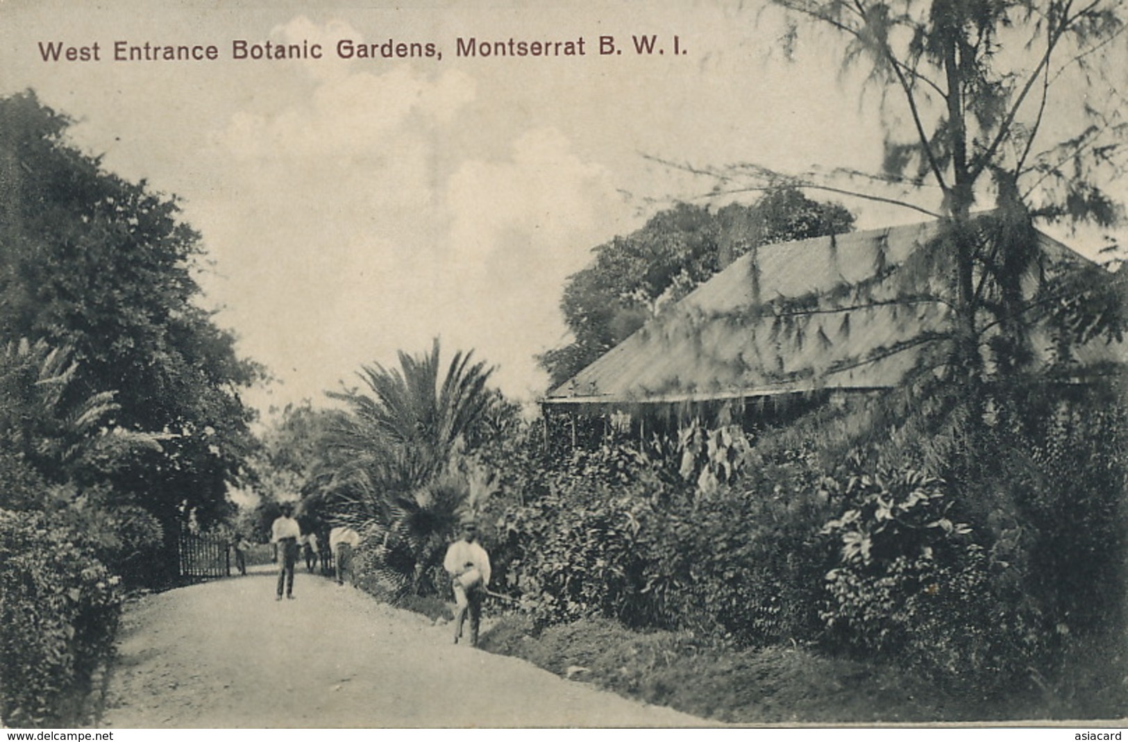 Montserrat B.W.I. West Entrance Botanic Garden  Edit J. Wall - Autres & Non Classés