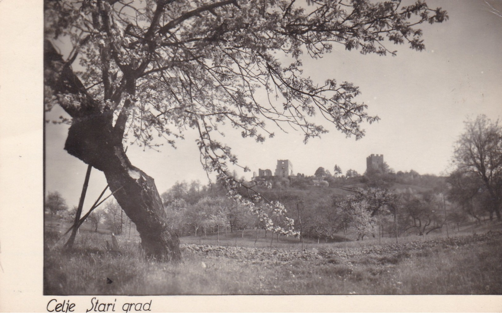 CELJE - SLOVENIA -OLD  POSTCARD - Slowenien