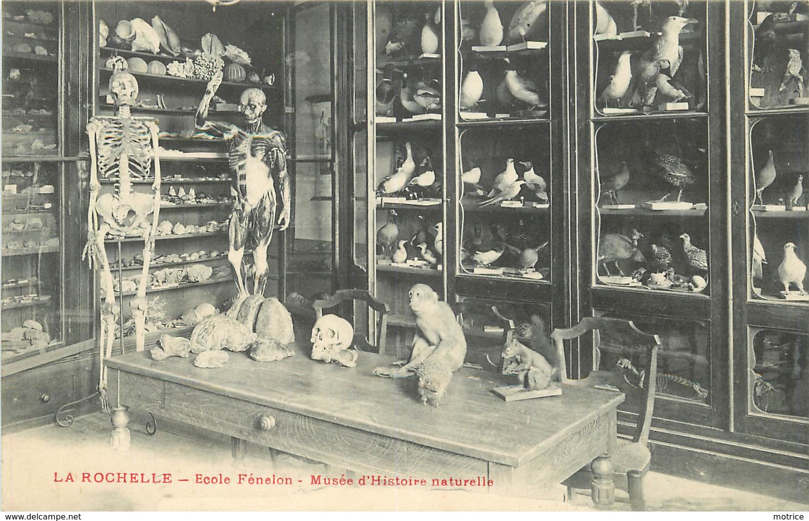 LA ROCHELLE - école Fénelon,musée D'histoire Naturelle. - La Rochelle