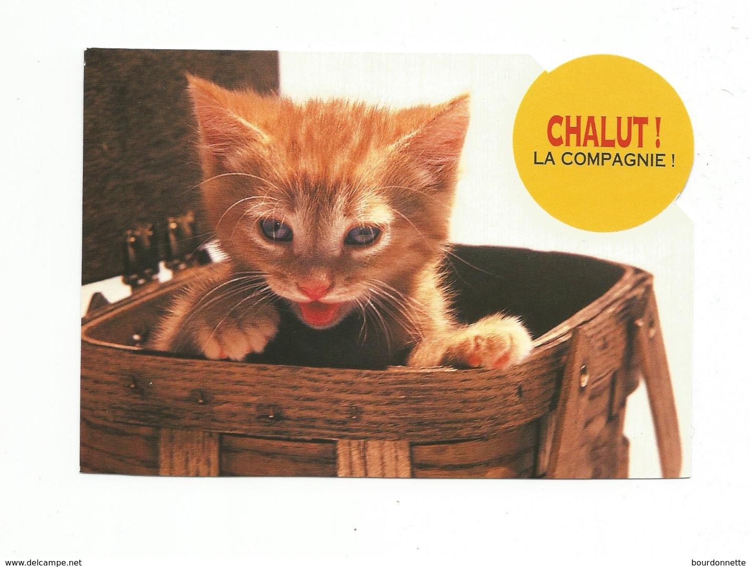 Carte Fantaisie CHAT CHATS ** CAT CATS ** KAT KATTEN KATZE - Chats