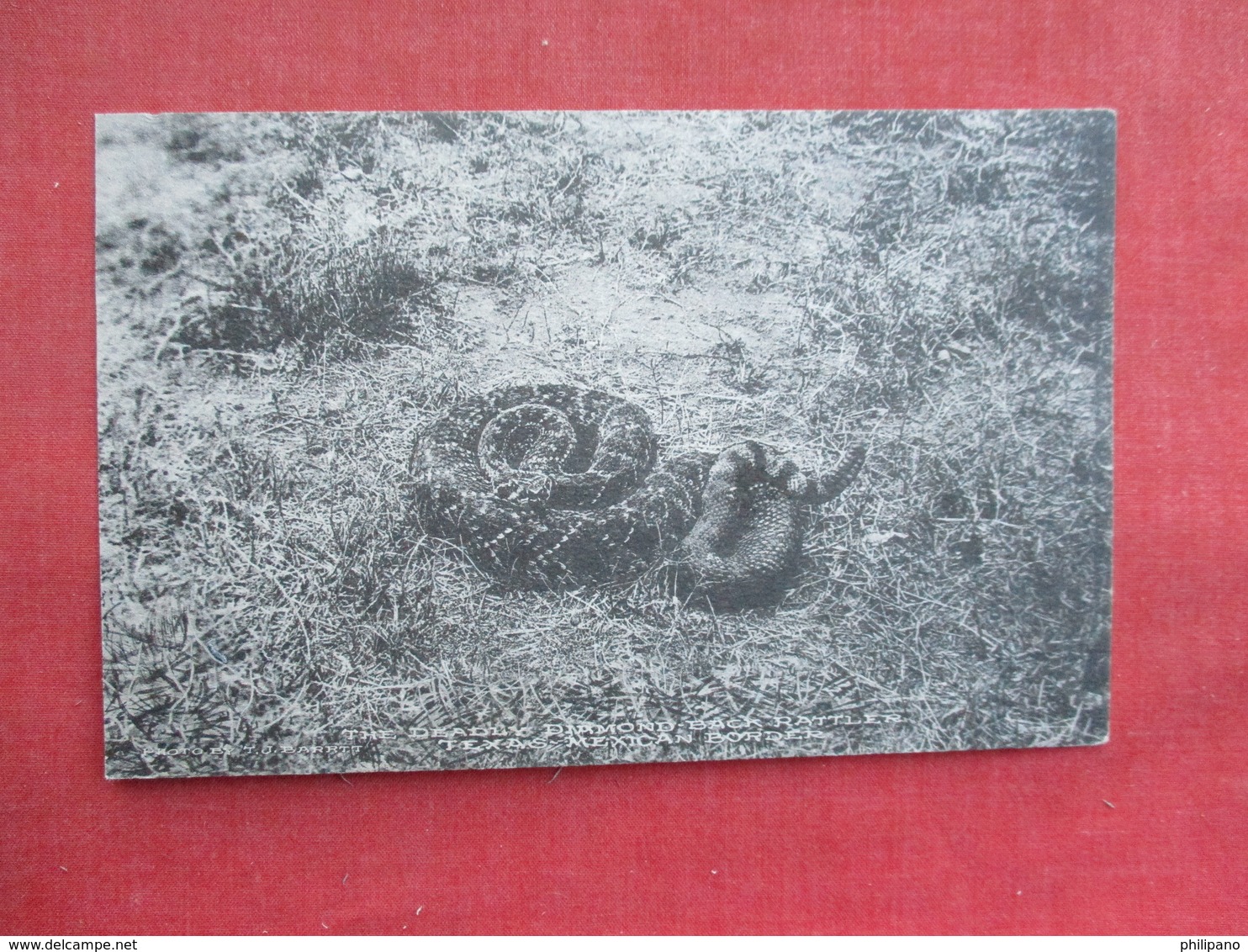Snake --Deadly Diamondback Rattles   Texas Mexican Border   Ref 3291 - Fish & Shellfish