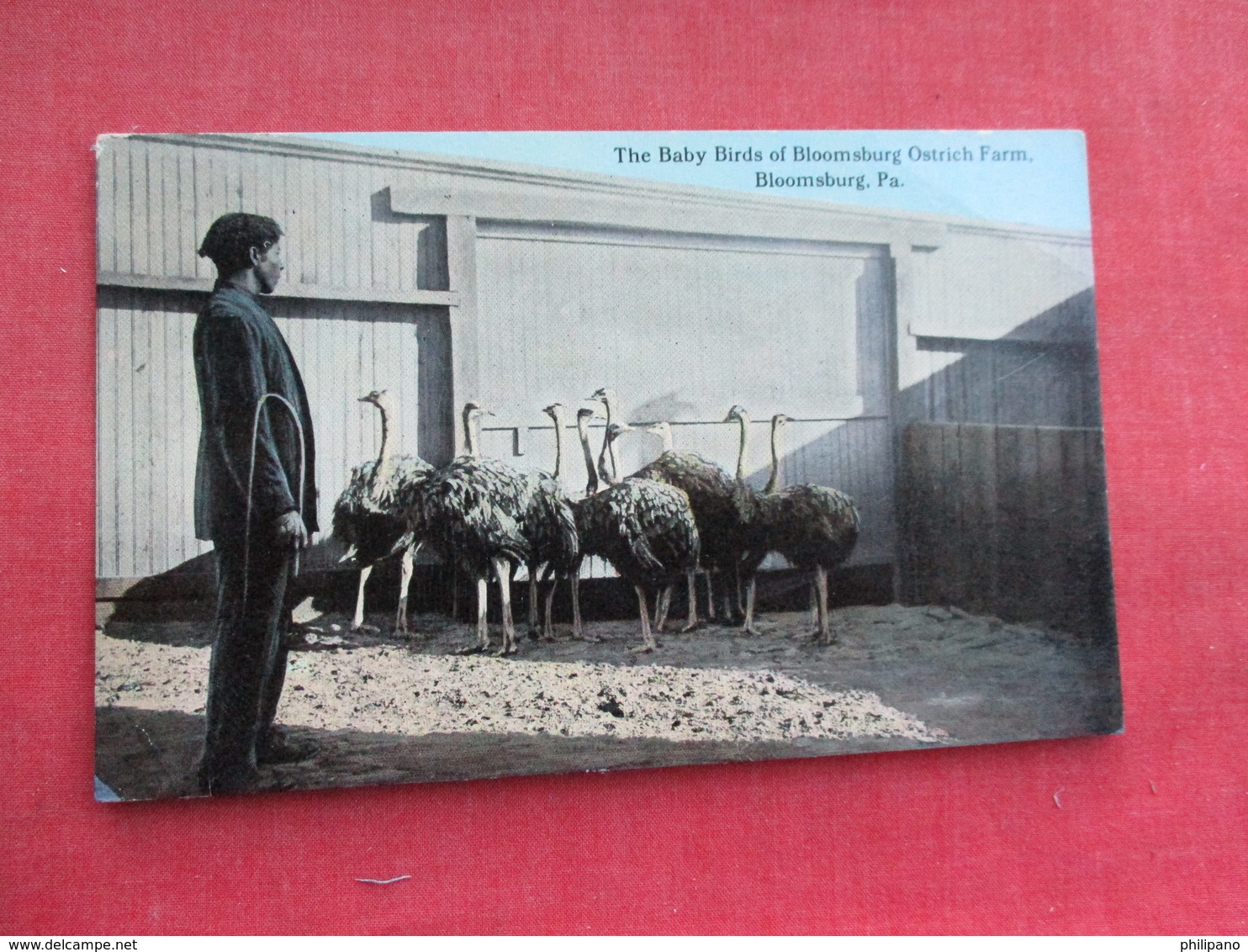 Baby Birds Of Bloomsburg Ostrich Farm  Pa.      Ref 3291 - Birds