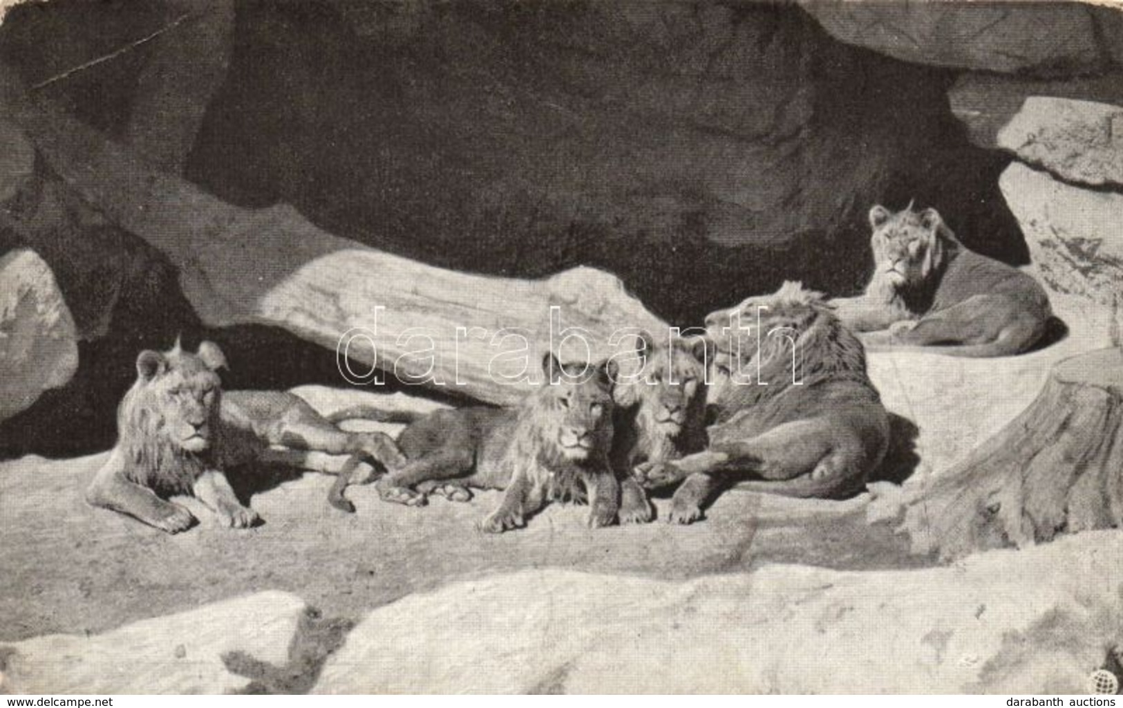 * T3 Lions In The Budapest ZOO (EB) - Unclassified