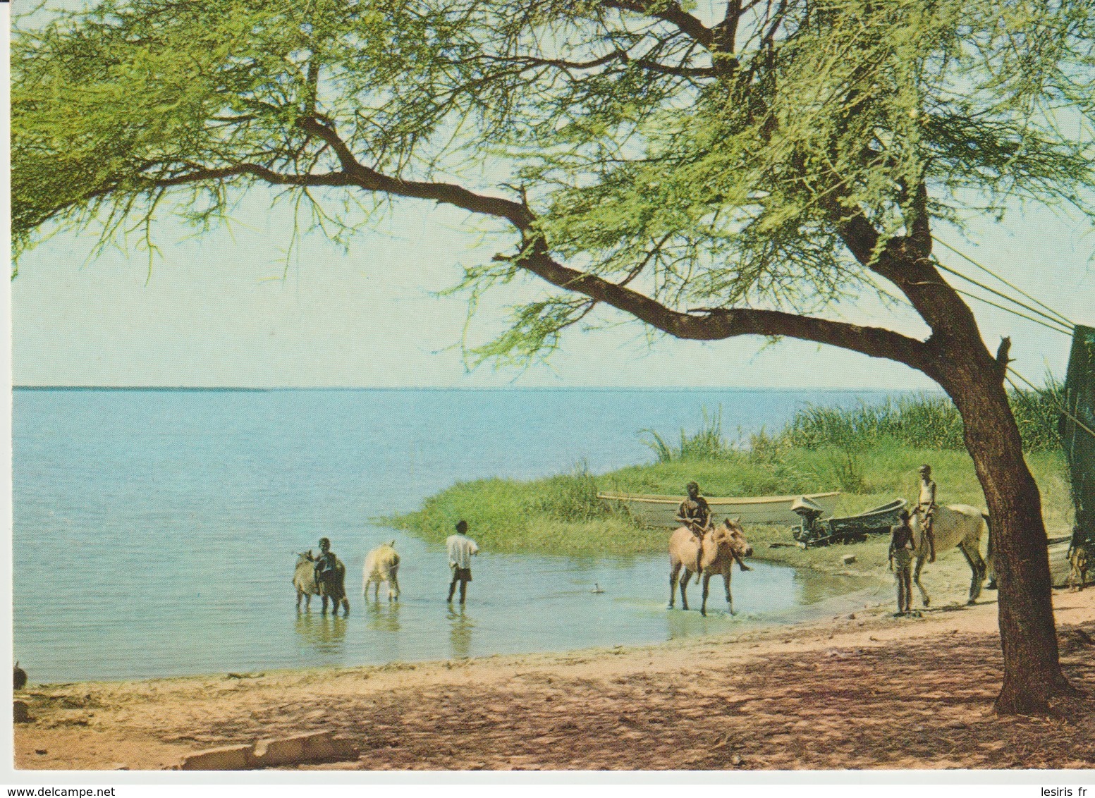 C.P. - PHOTO - IMAGES DU SÉNÉGAL - SUR LA RIVE DU SÉNÉGAL -PC 37 - RENAUDEAU - Sénégal