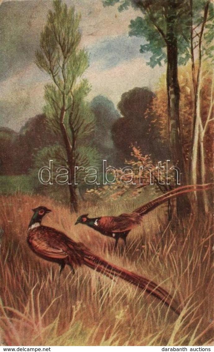 ** T2/T3 Ring-necked Pheasant, O.K.W. 1501-4. S: Dr. V. Reichl (Rb) - Non Classés
