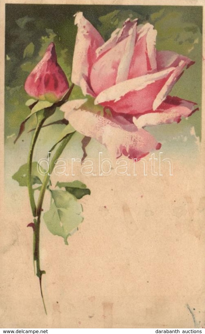 ** T2/T3 Rose, Meissner & Buch Künstler-Postkarten Serie 1181. Rosensparcht Litho (EK) - Zonder Classificatie
