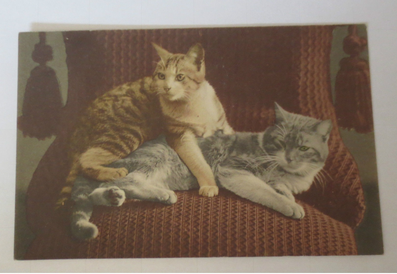 "Katzen, Sofa"  1910 ♥  - Katzen