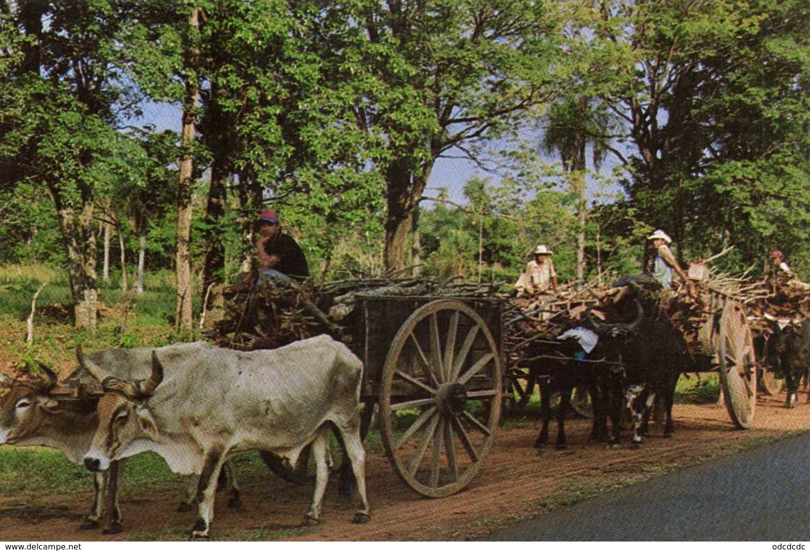 PARAGUAY  Carretas Tipicas Transpporte De Lena RV - Paraguay