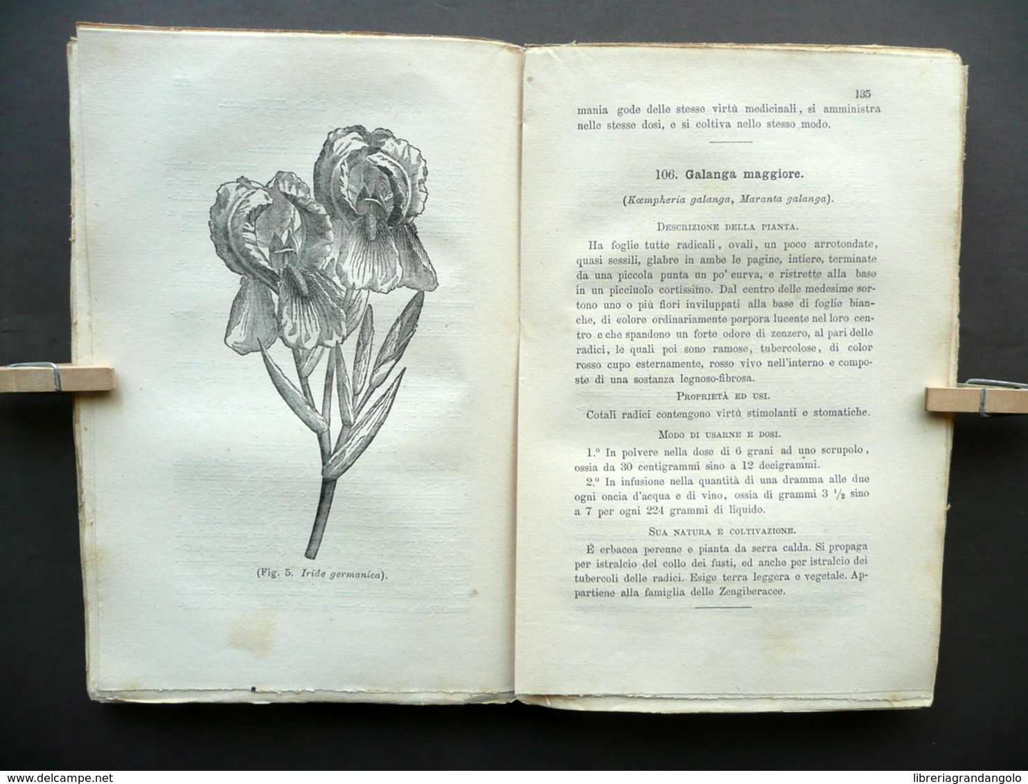 Il Giardiniere Medico Manuale Per L'Erborajo Semplicista Corbelli Guigoni 1883 - Unclassified