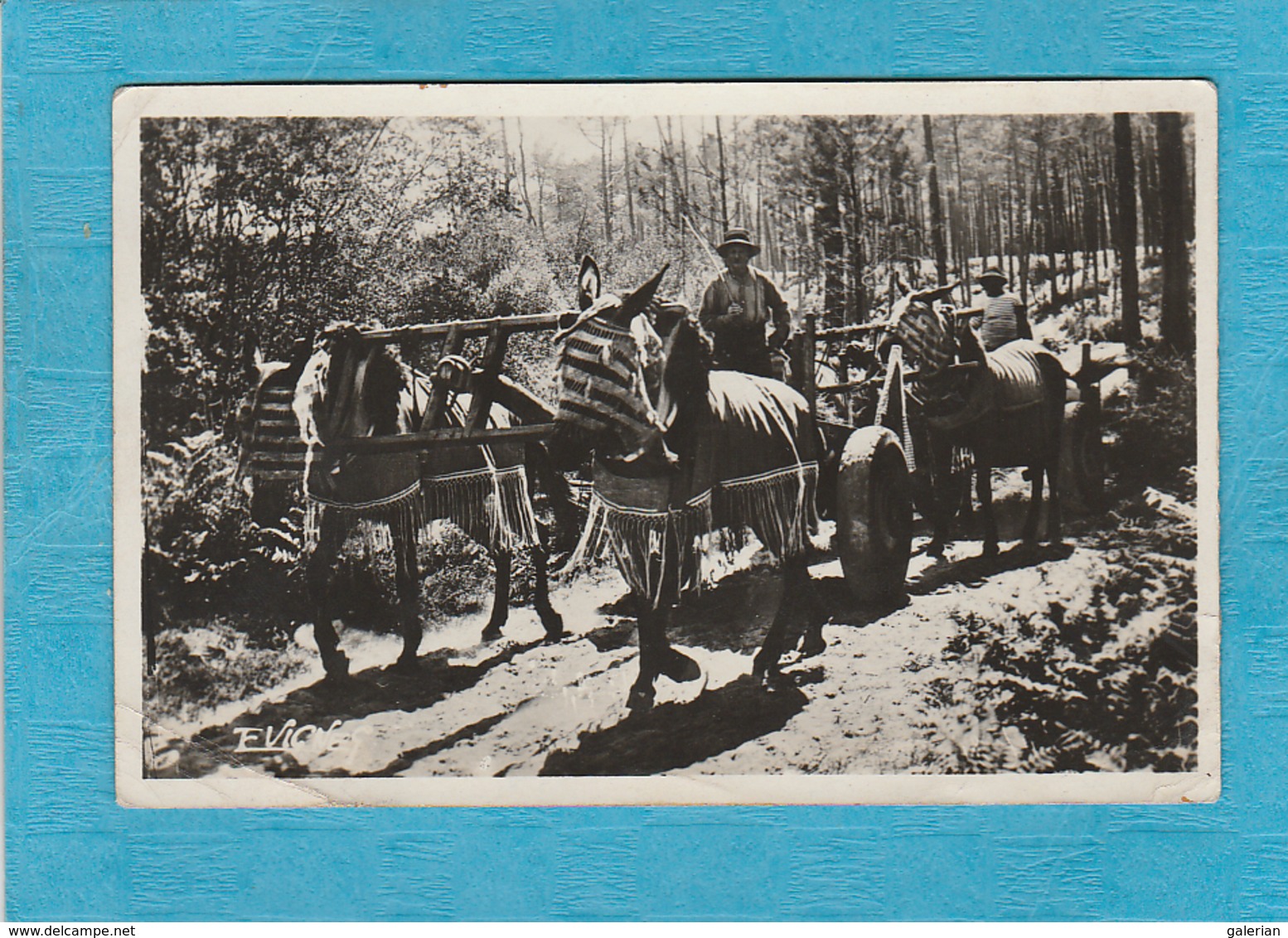 Carte Photo : Au Pays Landais ( Landes ), 1947. - Attelage De Mules En Été. - Autres & Non Classés