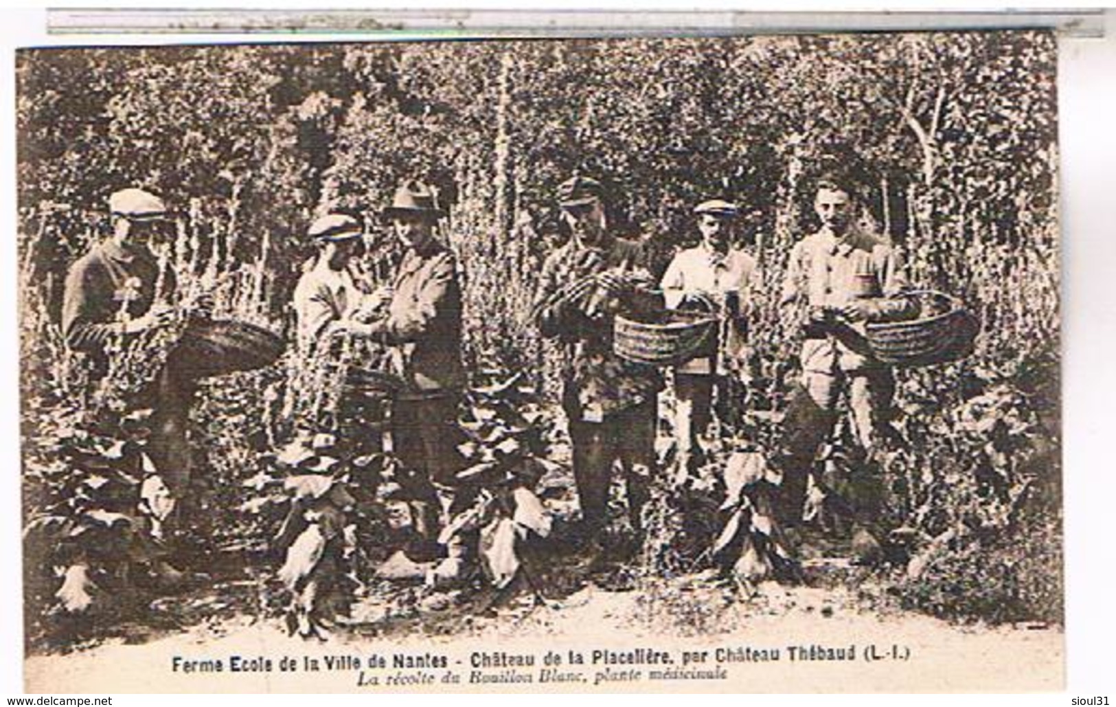 44.. Ferme Ecole Ville De Nantes Chateau Placeliere Par Chateau Thebaud Recolte Du Bouillon Blanc    1928 La160 - Nantes