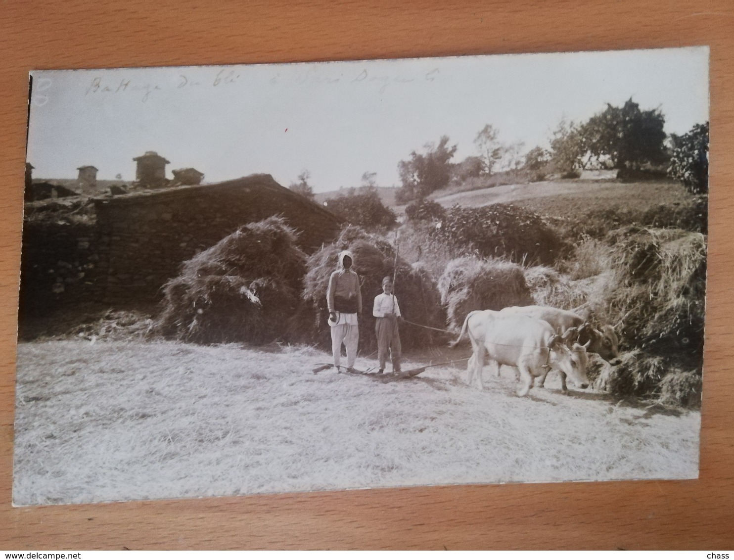 Carte Photo-Sari Doganli-battage Du Blé - Turquie