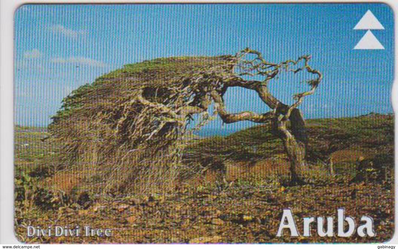 #08 - ARUBA-04 - DIVI DIVI TREE - Aruba