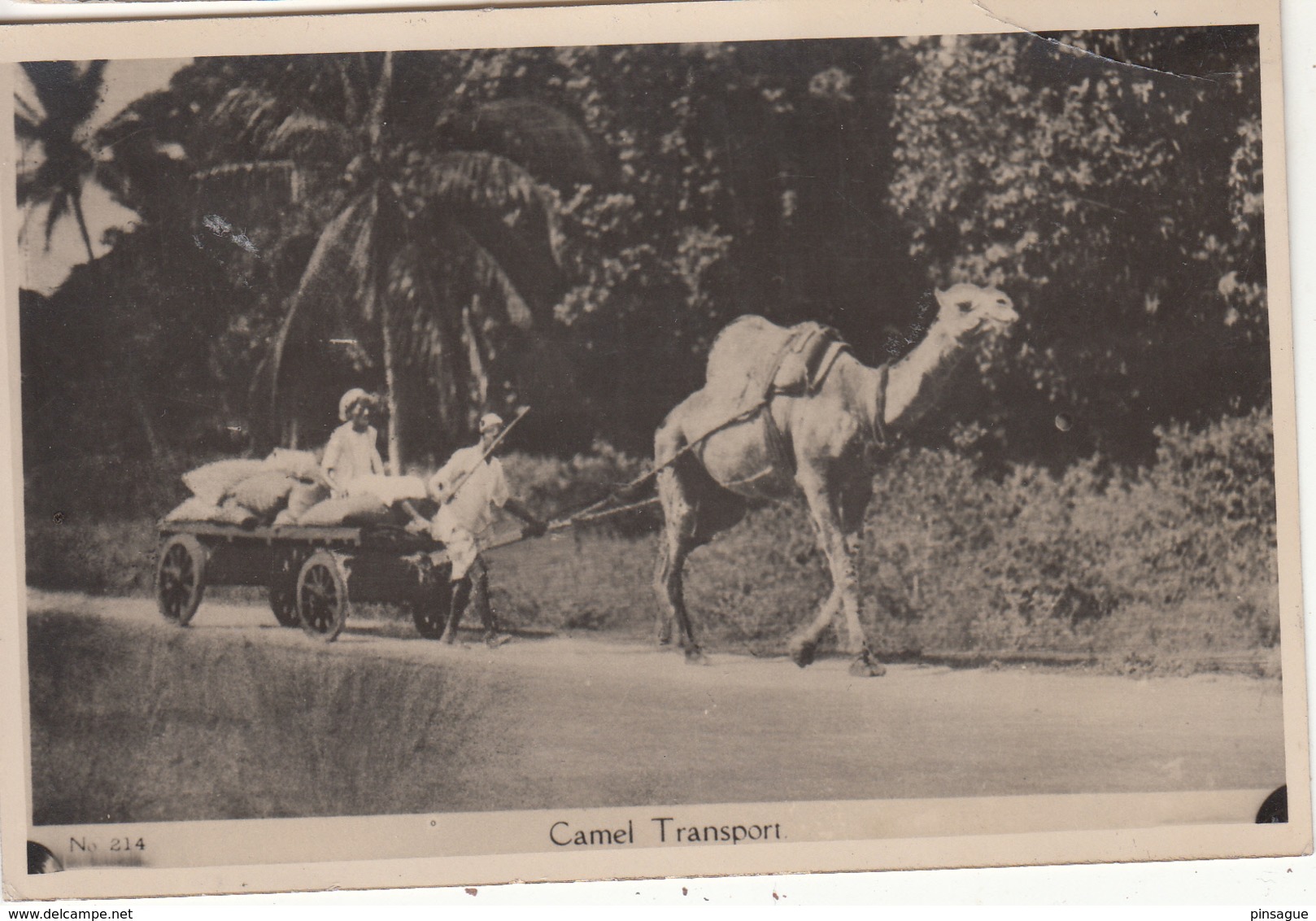 UGANDA - Camel Transport - Ouganda