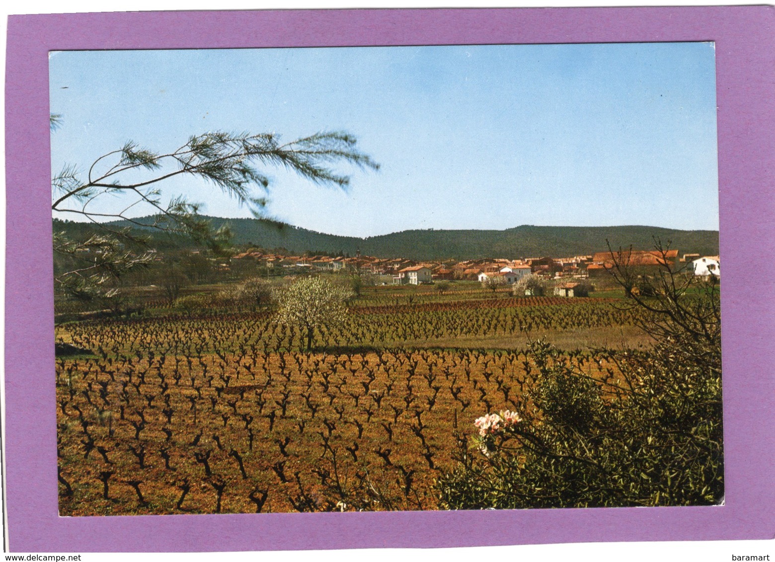 83 NANS LES PINS Vue Générale - Nans-les-Pins