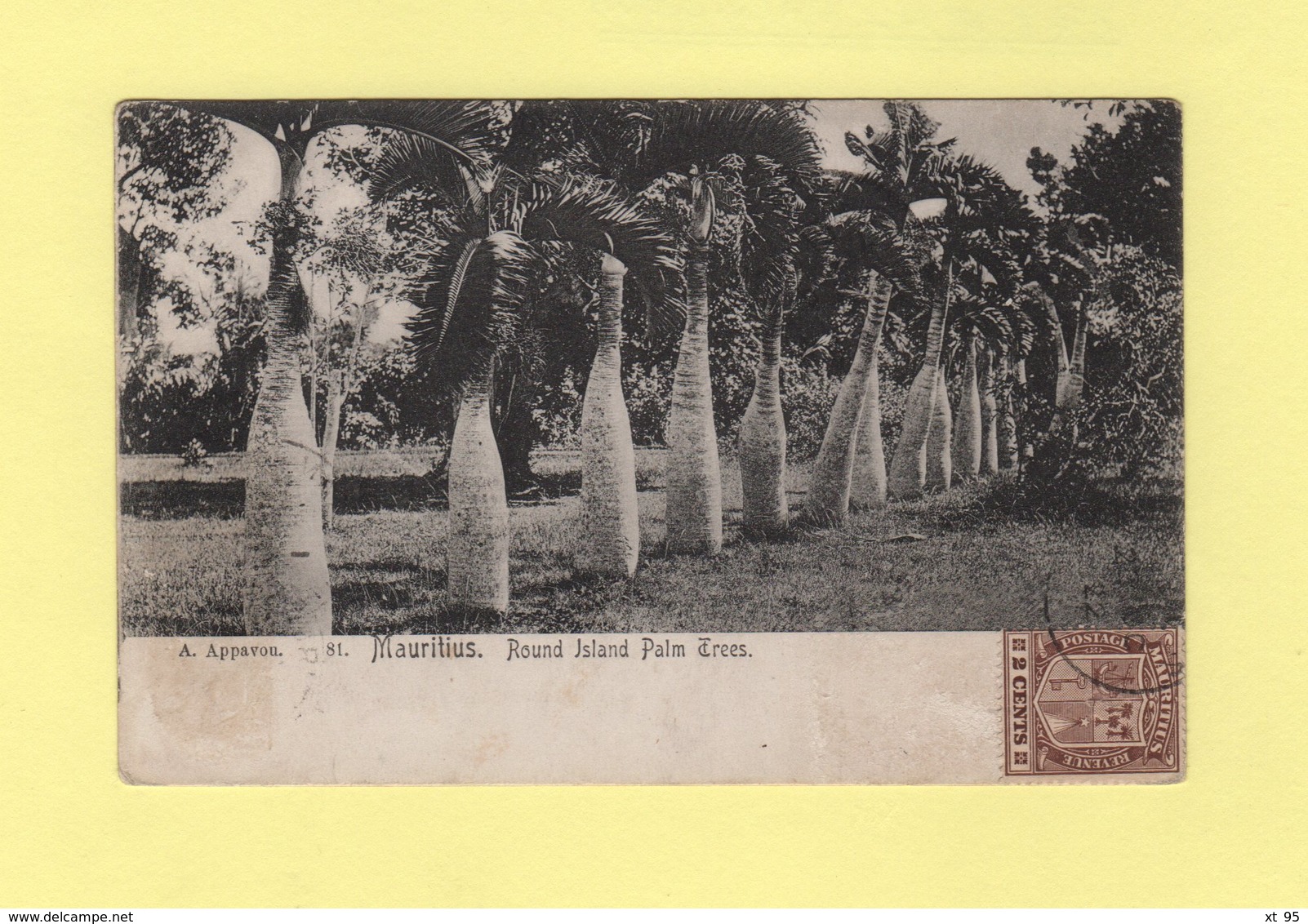 Maurice - Round Island Palm Trees - Maurice