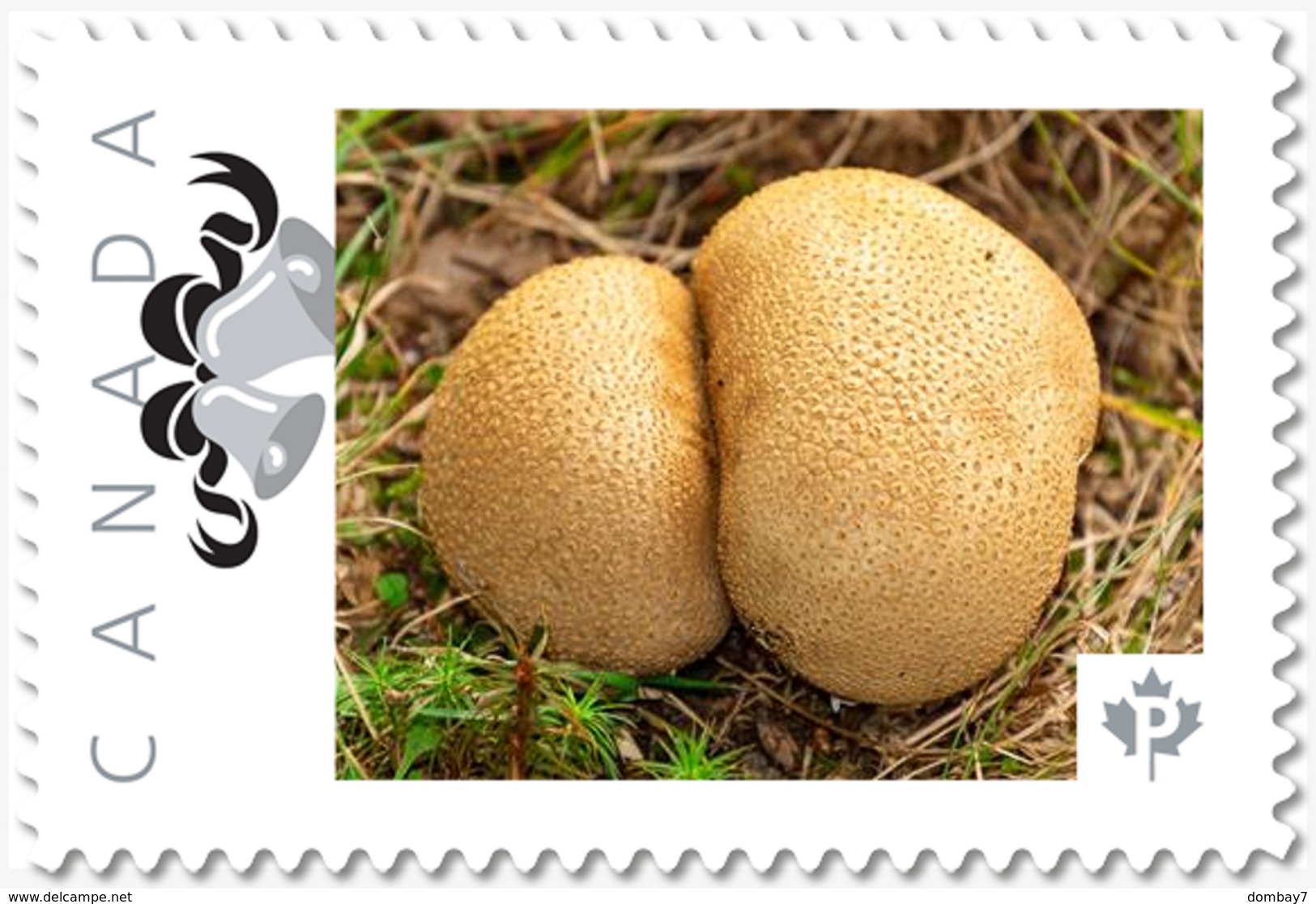 MUSHROOMS = SIAMESE TWINS = Picture Postage MNH-VF+ Canada 2019 [p19-04s07] - Mushrooms