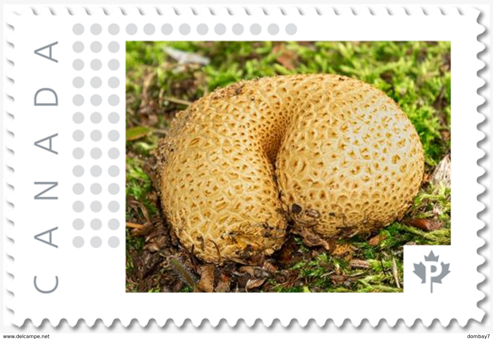 Curved MUSHROOMS = Picture Postage MNH-VF+ Canada 2019 [p19-04s08] - Funghi