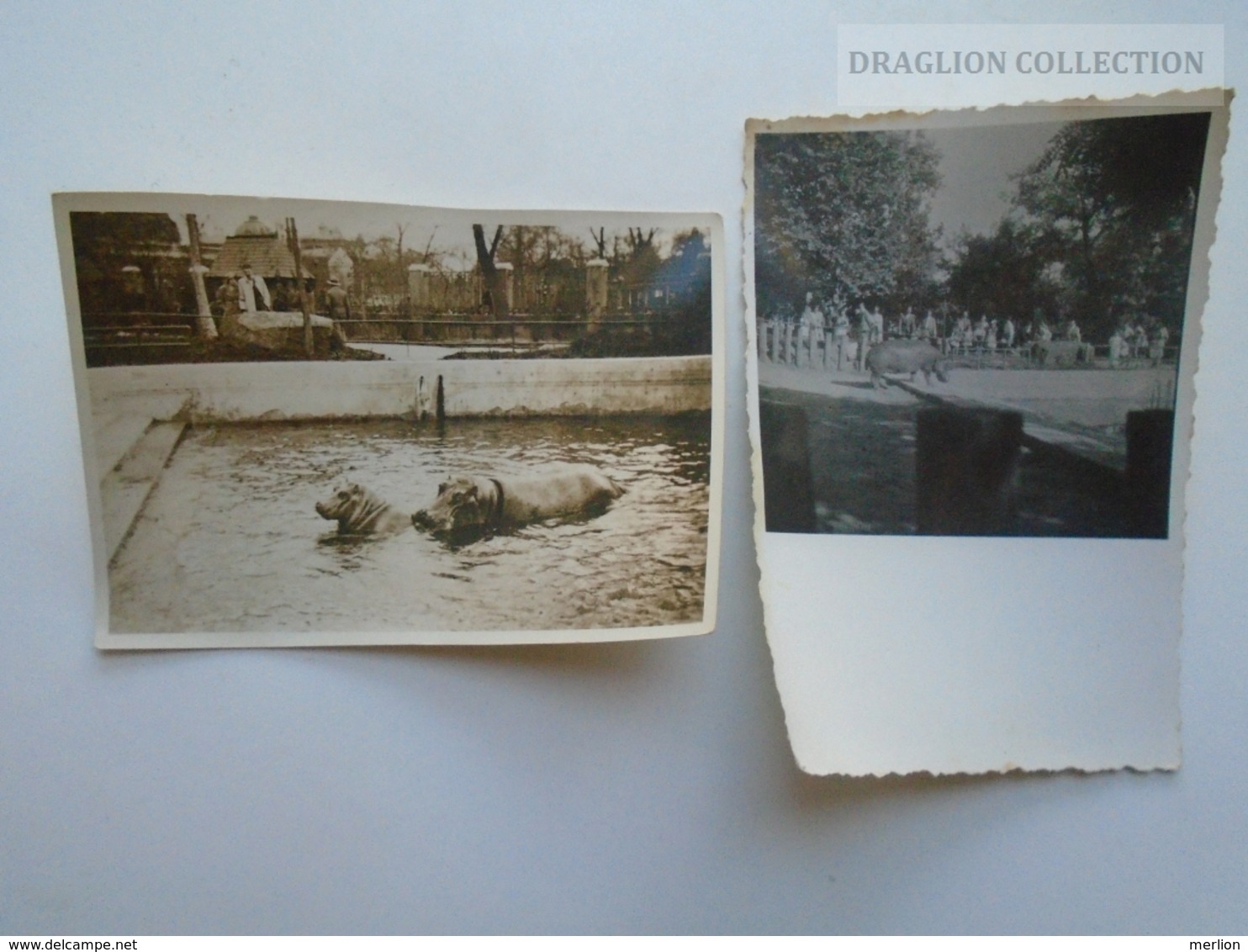 ZA194.12  Old Photo - Hungary - ZOO  - Állatkert -  Lot Of 2 Photos -Hippo Hippopotamus  WasserPferd  Hippopotame 1936 - Lugares